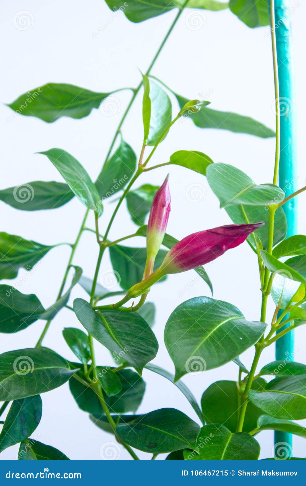 Red Mandevilla Bud in a Flower Garden. Stock Image Image of poison