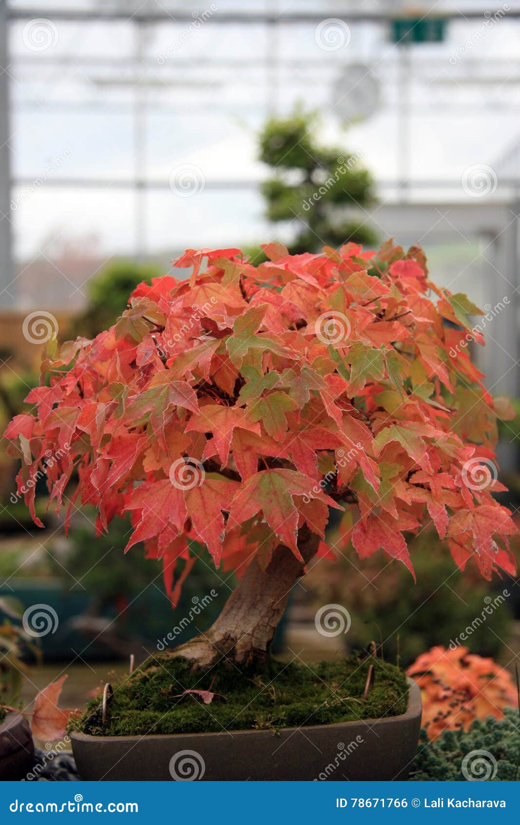 Red Maple Stock Photo Image Of Switzerland Europe Plants