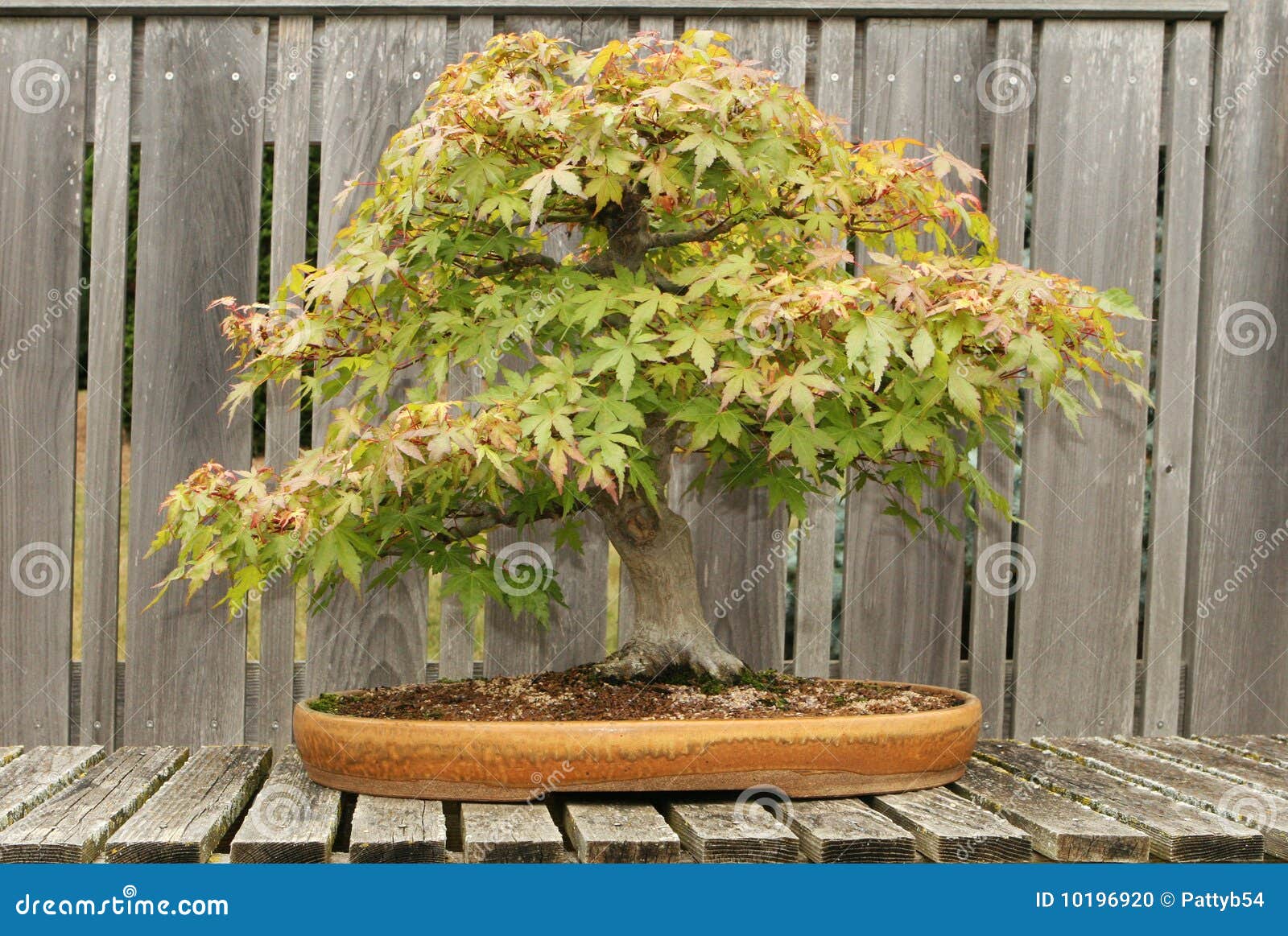 Red Maple Bonsai Tree stock photo. Image of planter, horticulture