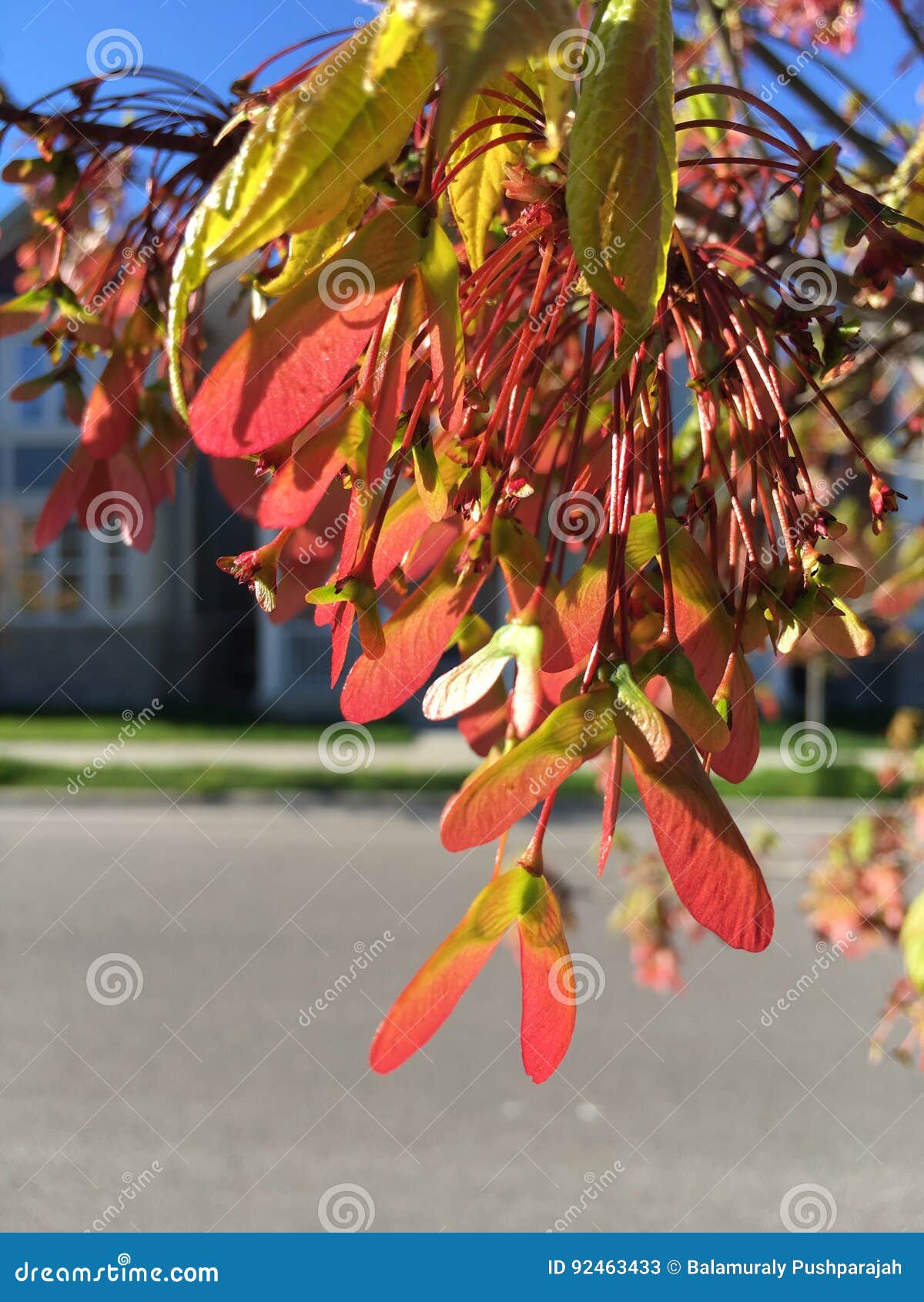 Red Maple Flowering in Spring Stock Image Image of angle, variable