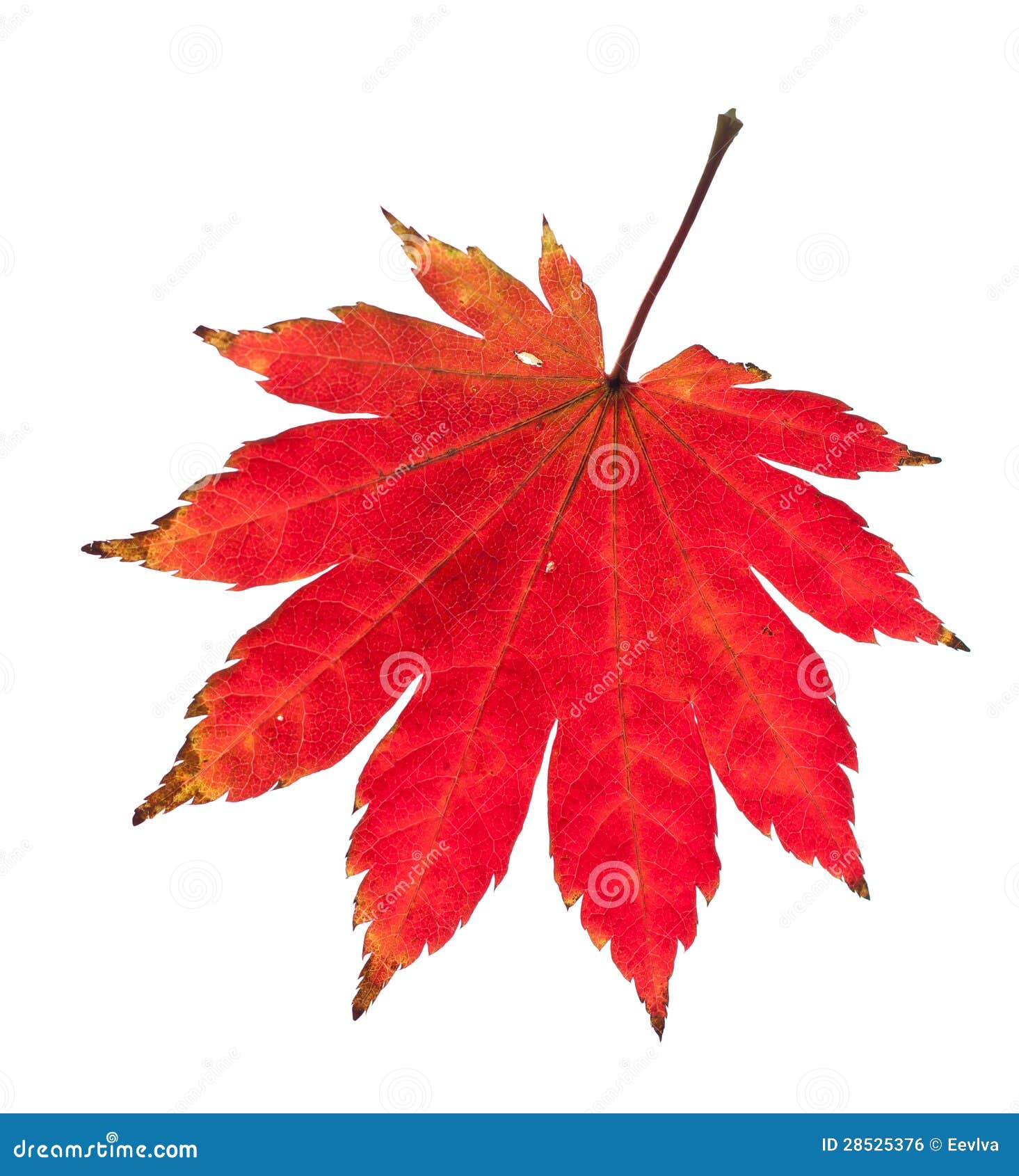 Red maple leaf. stock photo. Image of organic, plant - 28525376