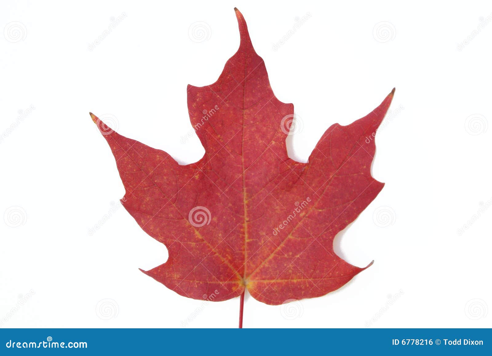 Red maple leaf stock photo. Image of autumn, beautiful - 6778216