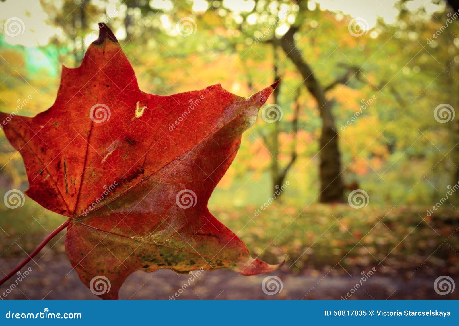 Red maple leaf in the autumn forest. Red maple leaf in autumn forest in Teplice, Czech repubic. Detail