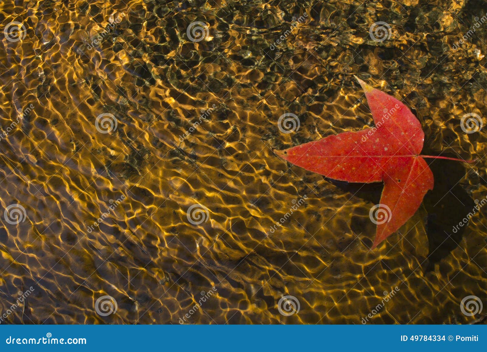 Red maple leaf in brook stock photo. Image of tree, fall 49784334