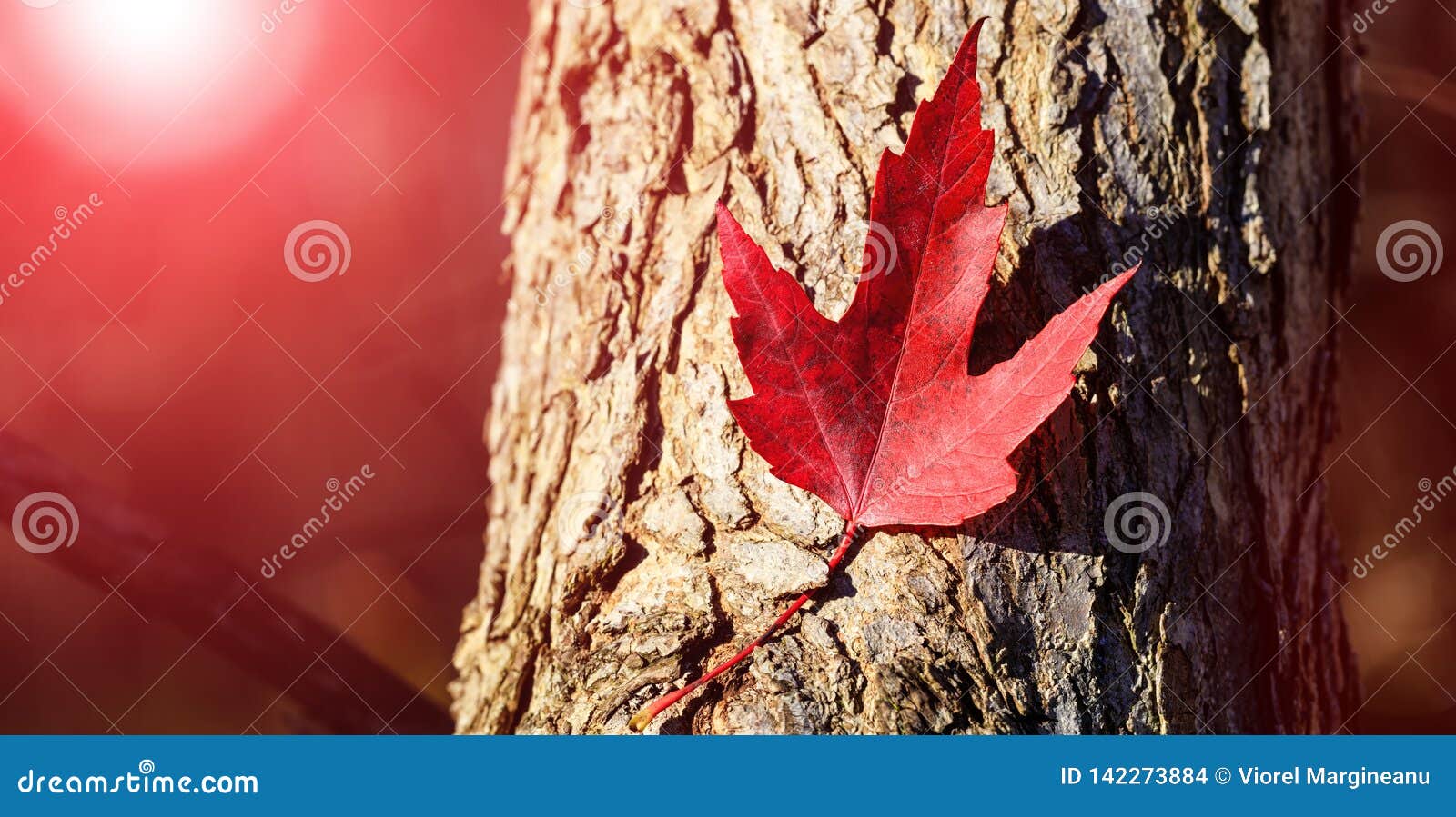 Red Maple Leaf. Canada Day Maple Leaves Background. Falling Red Leaf ...
