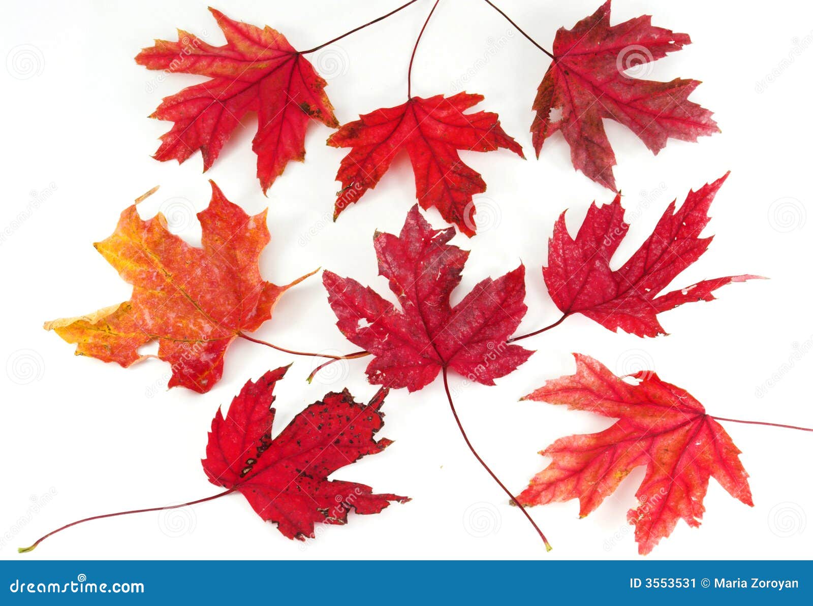 red maple leaf red maple leaf