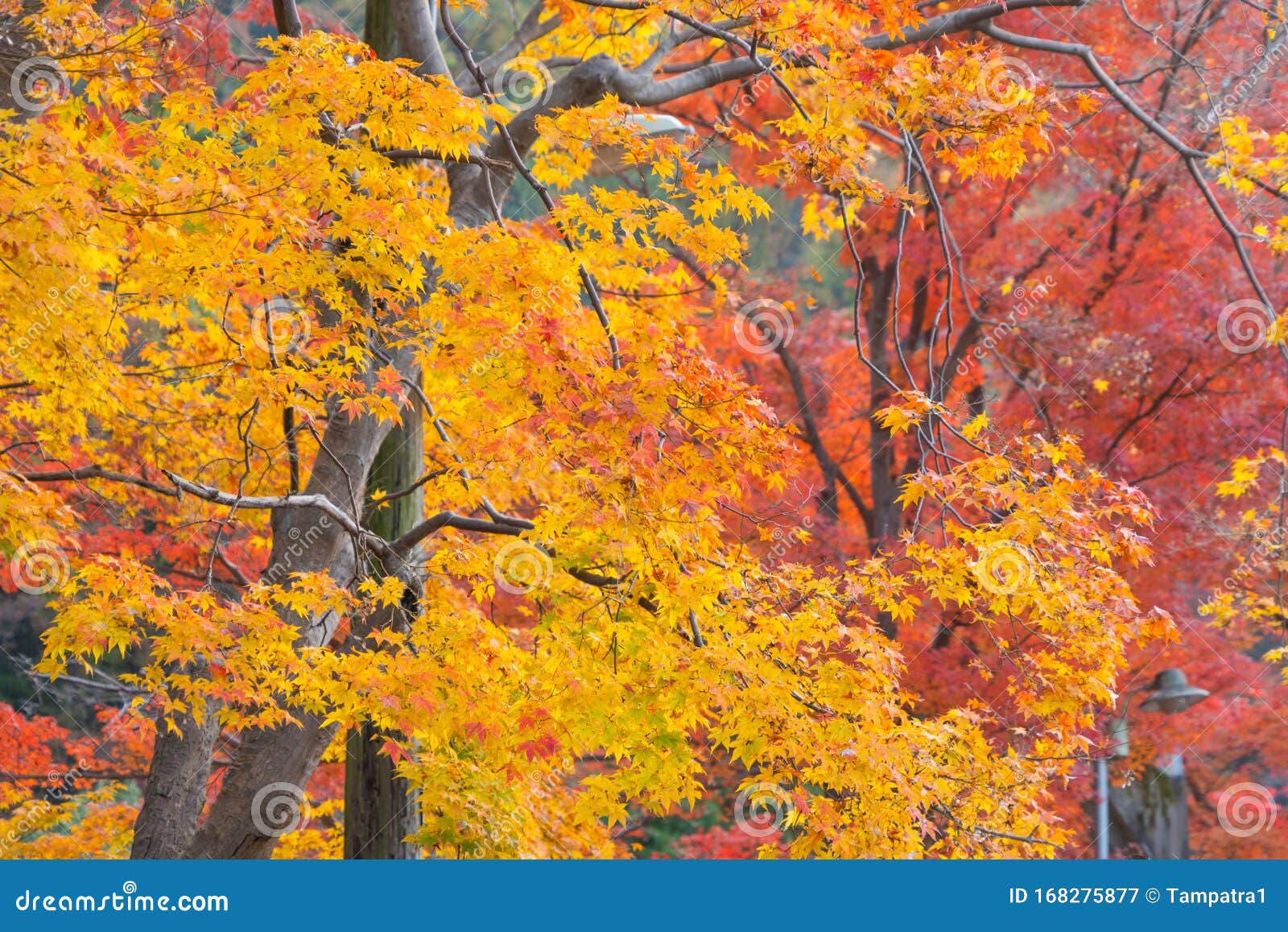 Red Maple Leaves or Fall Foliage with Branches in Colorful Autumn ...