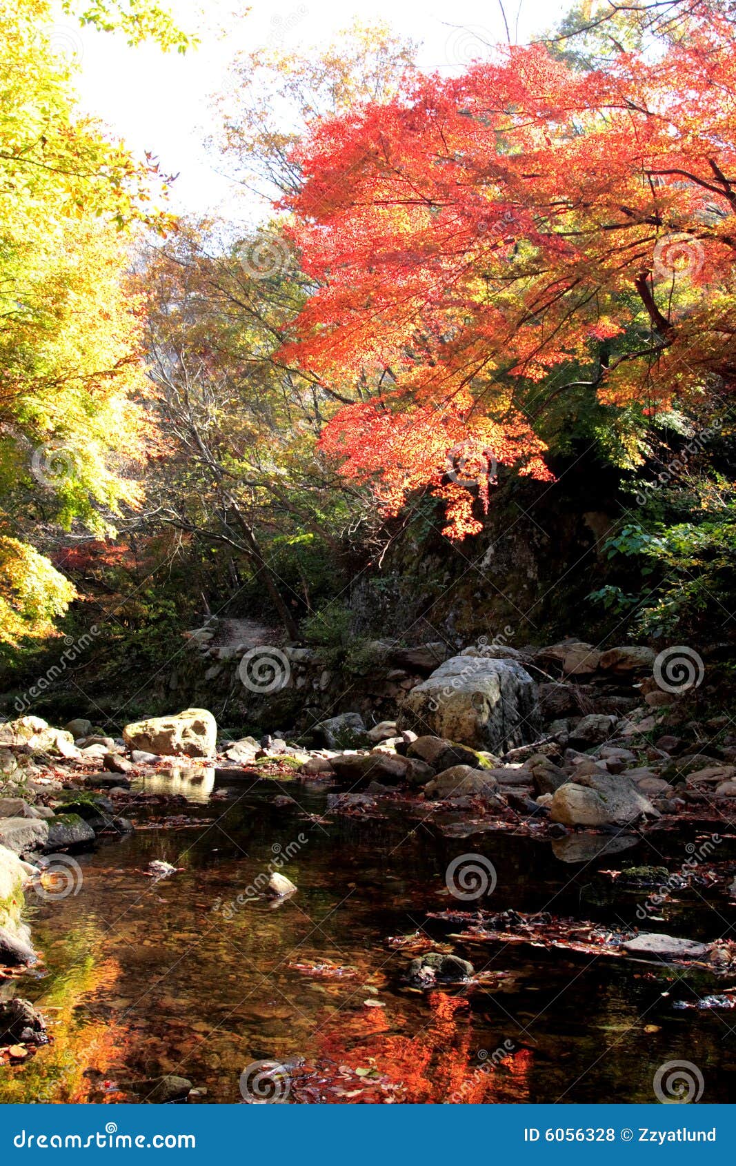Red maple and stream stock photo. Image of korea, river - 6056328