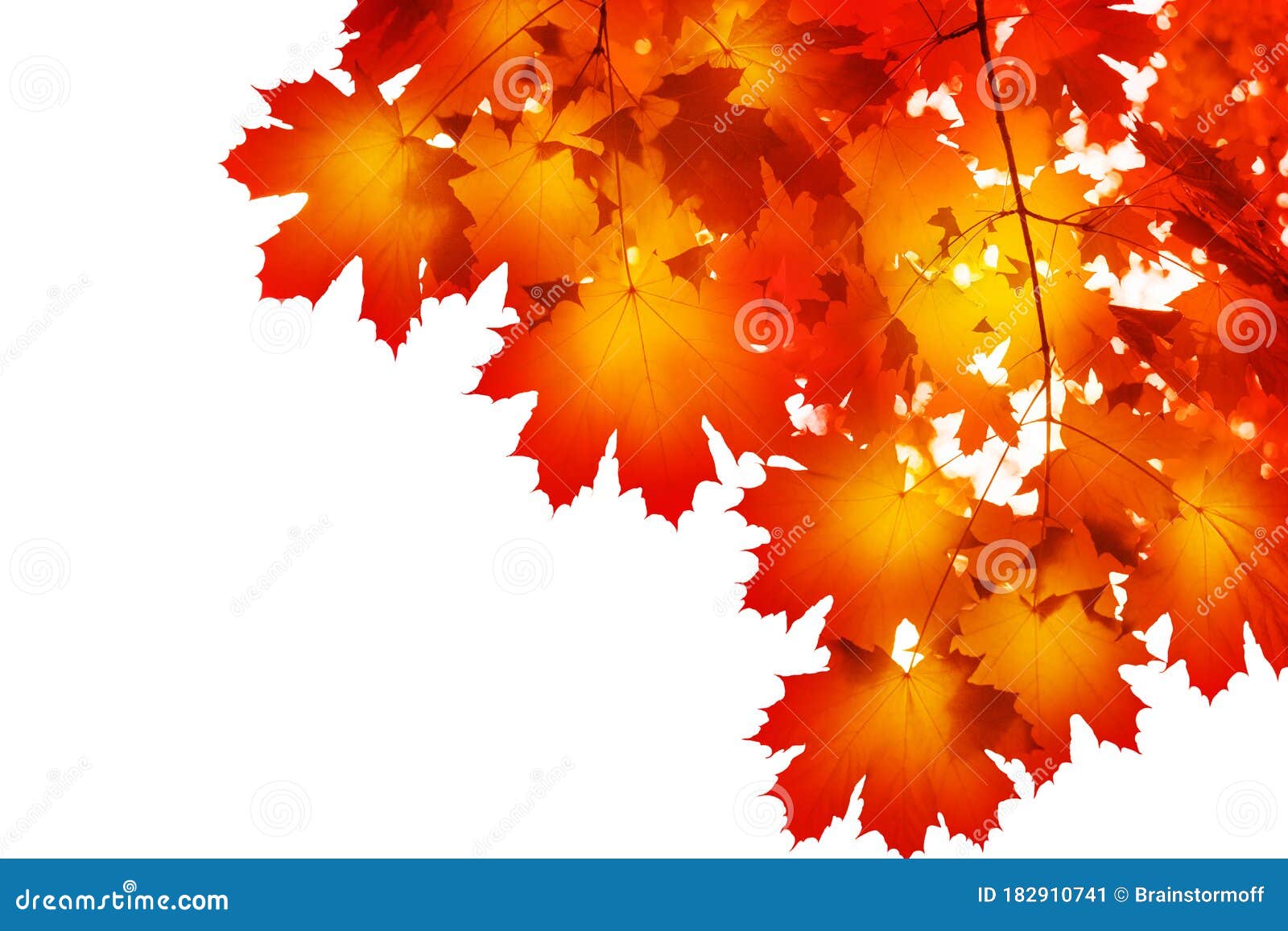 red fall leaves background