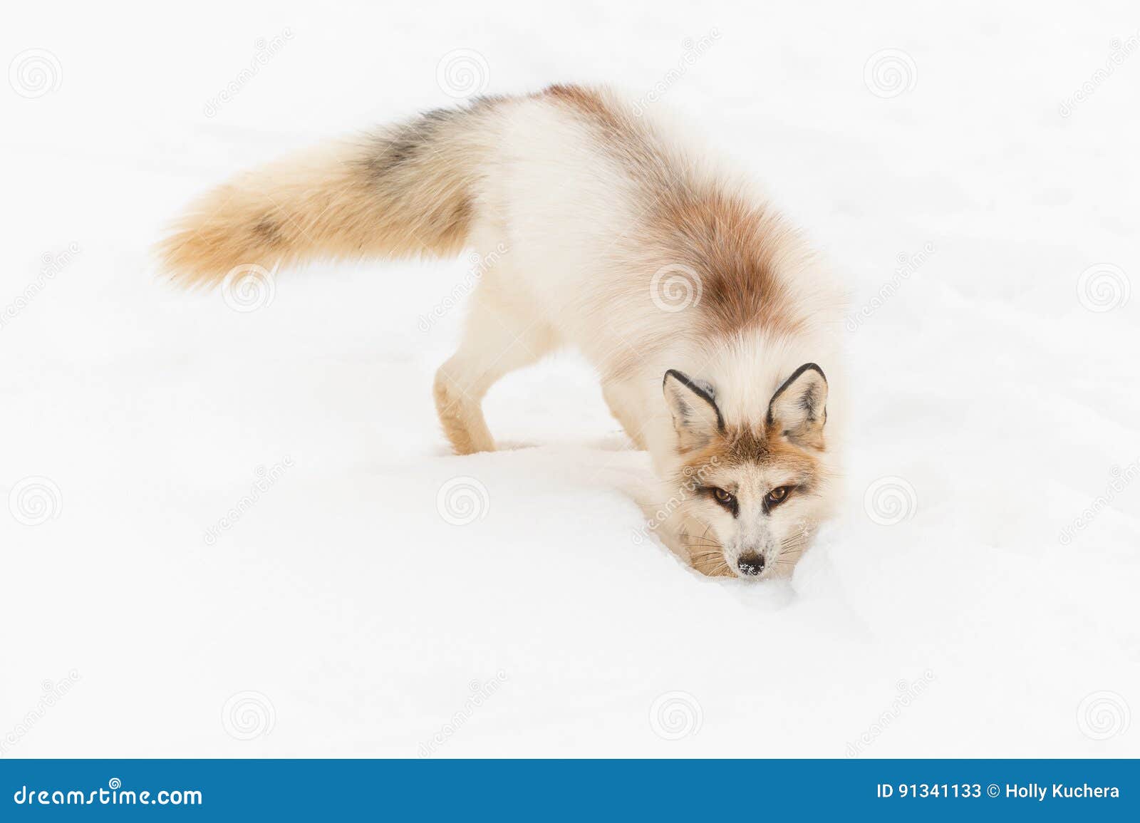 red marble fox vulpes vulpes digs in snow