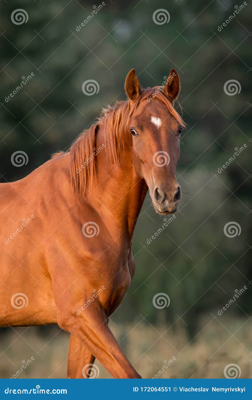 Red horse portrait stock image. Image of horse, brown 172064551