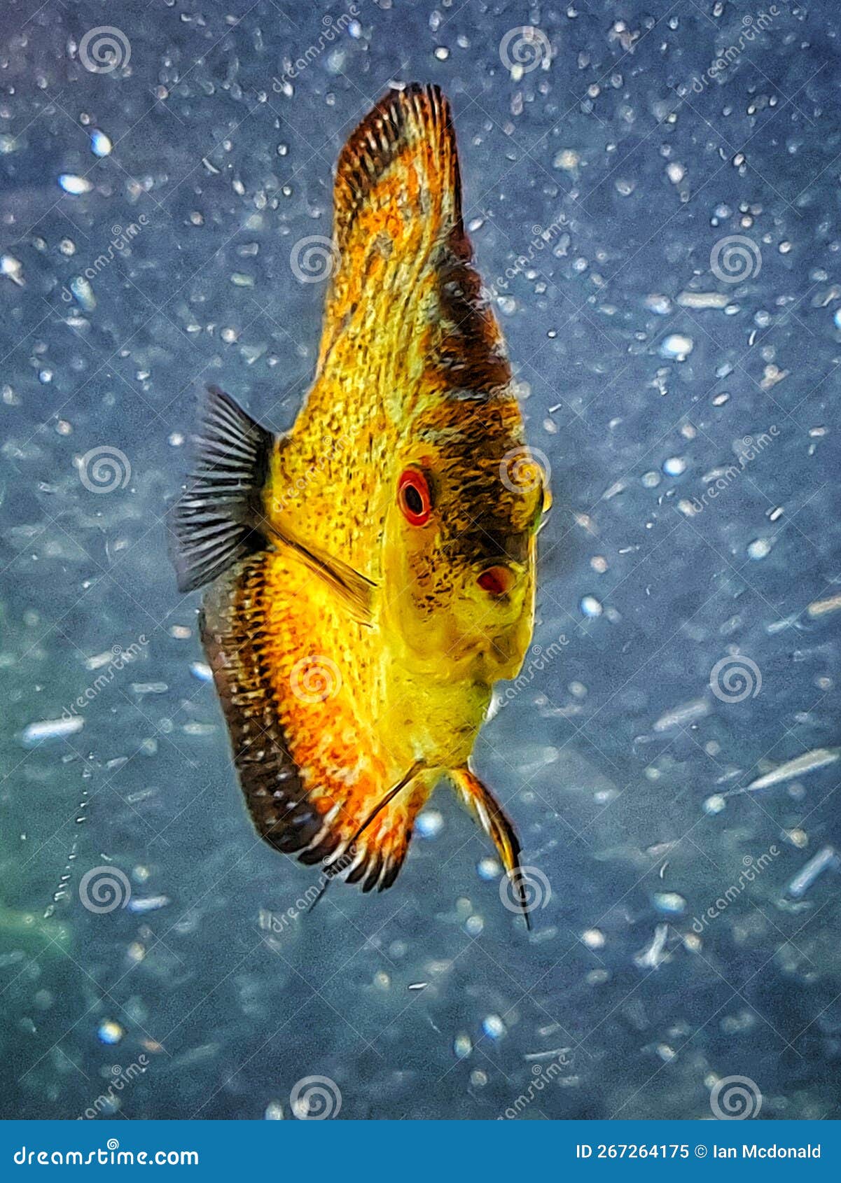 Red Marlboro Discus a Fresh Water Tropical Fish Native To the