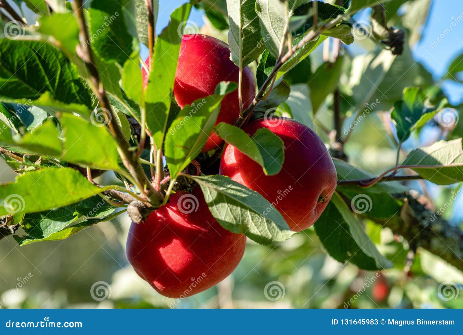 Red Mature Apples Still Growing in a Tree, Surrounded by Green Leafs in