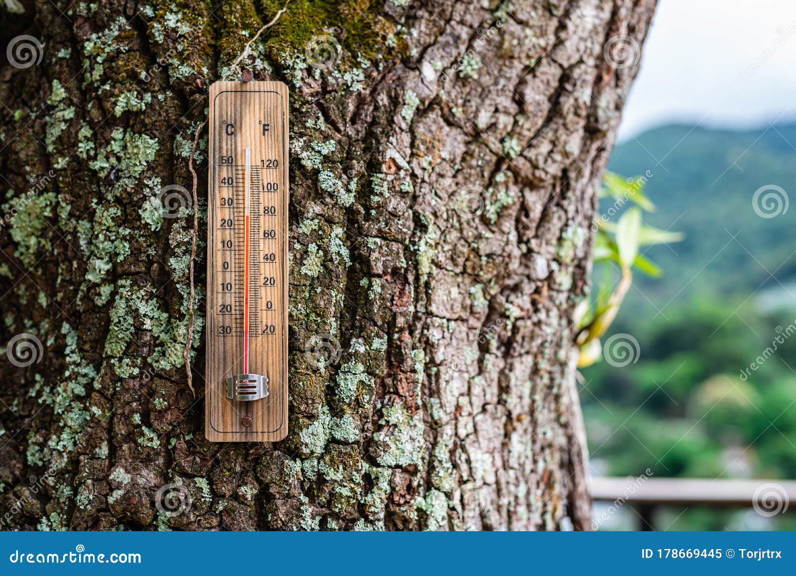 White Thermometer Hanging At The Tree Show Outdoor Temperature In Lovely  Day Stock Photo - Download Image Now - iStock