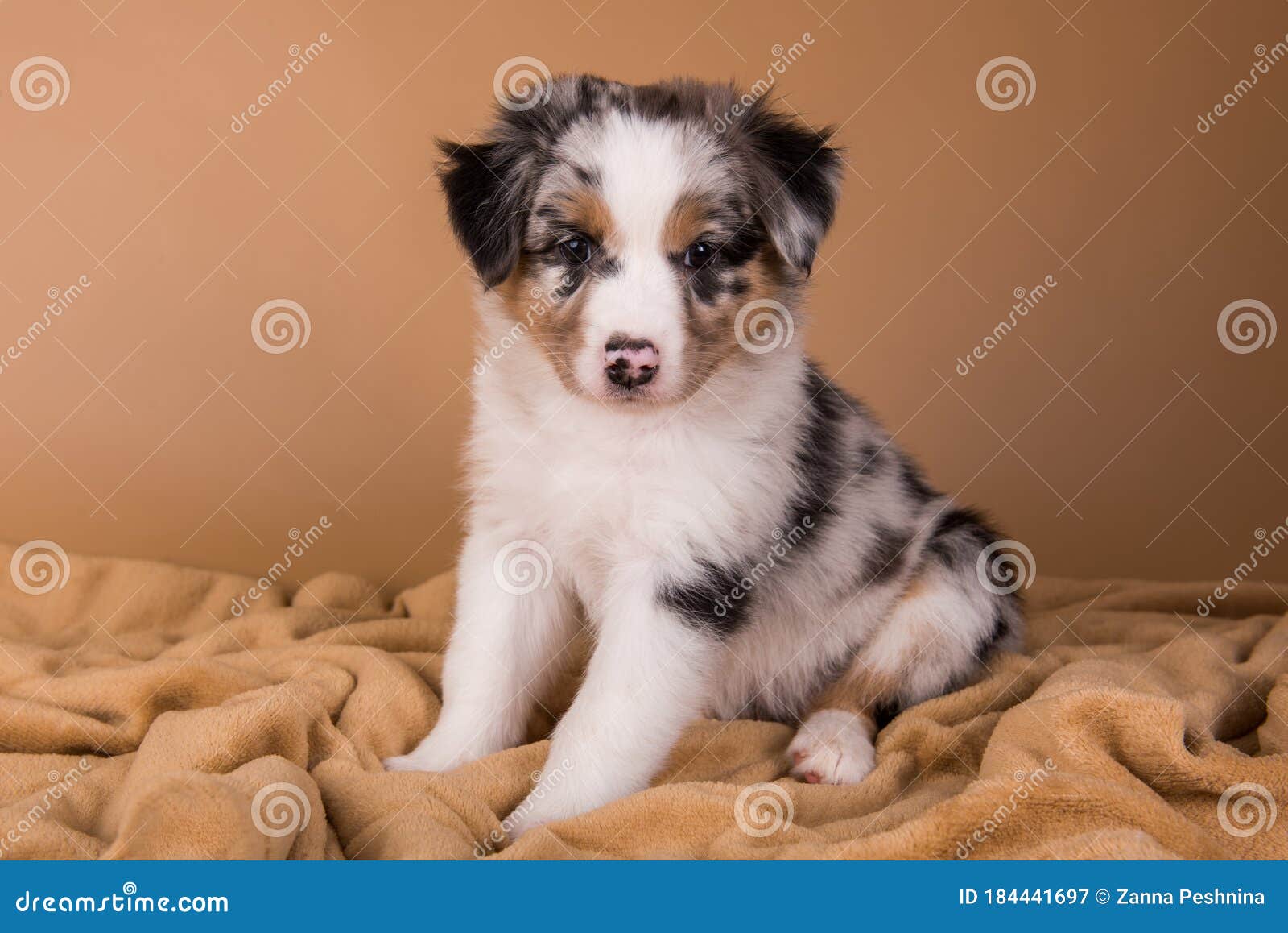 Red Merle Australian Shepherd Puppy, Six Weeks Old Stock - Image of sheepdog, length: