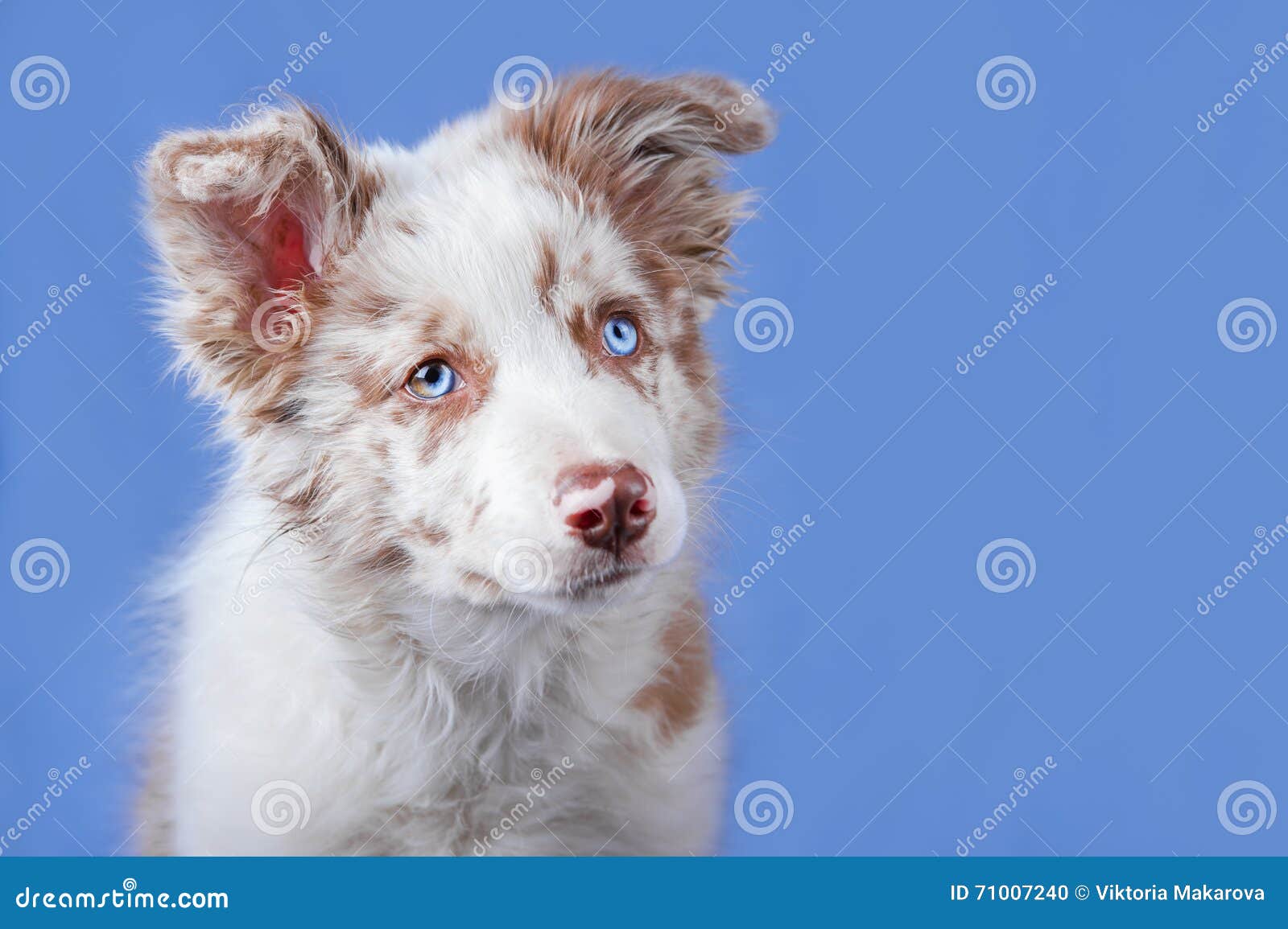 Red Merle Collie Puppy on the Blue Background Stock Photo - Image of animals, eyed: 71007240