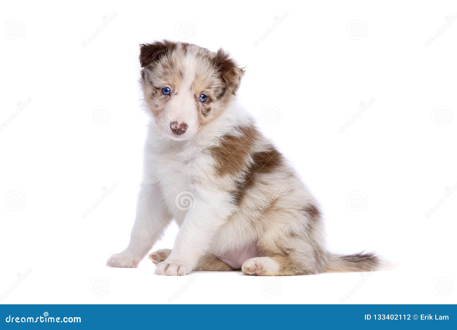Red Merle Border Collie Puppy Stock Photo Image Of People Animal 133402112