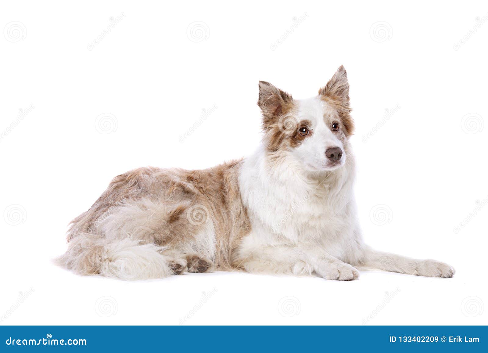 Red merle border collie hi-res stock photography and images - Alamy