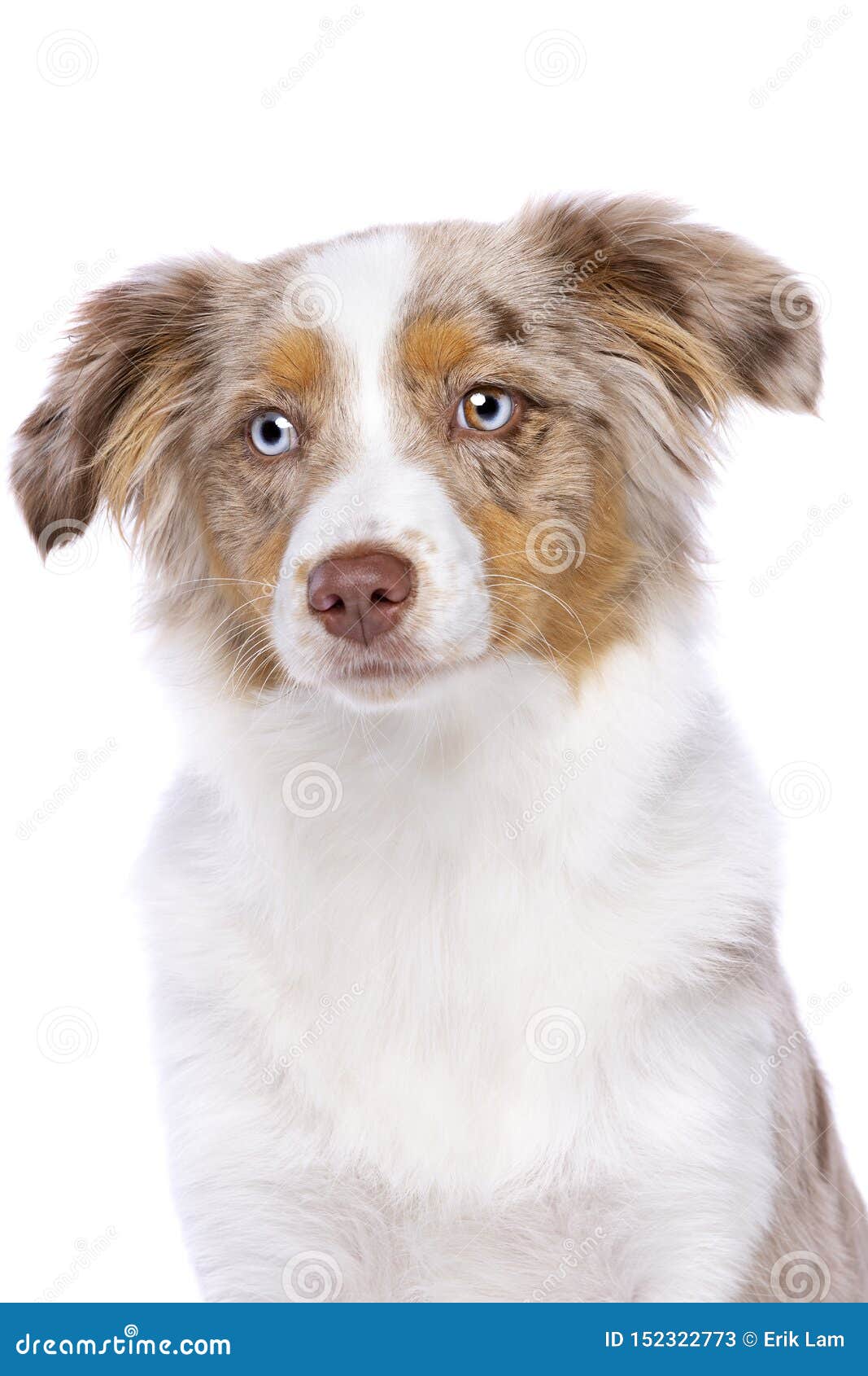 Red Merle Miniature American Shepherd Stock Image Image of merle, people 152322773