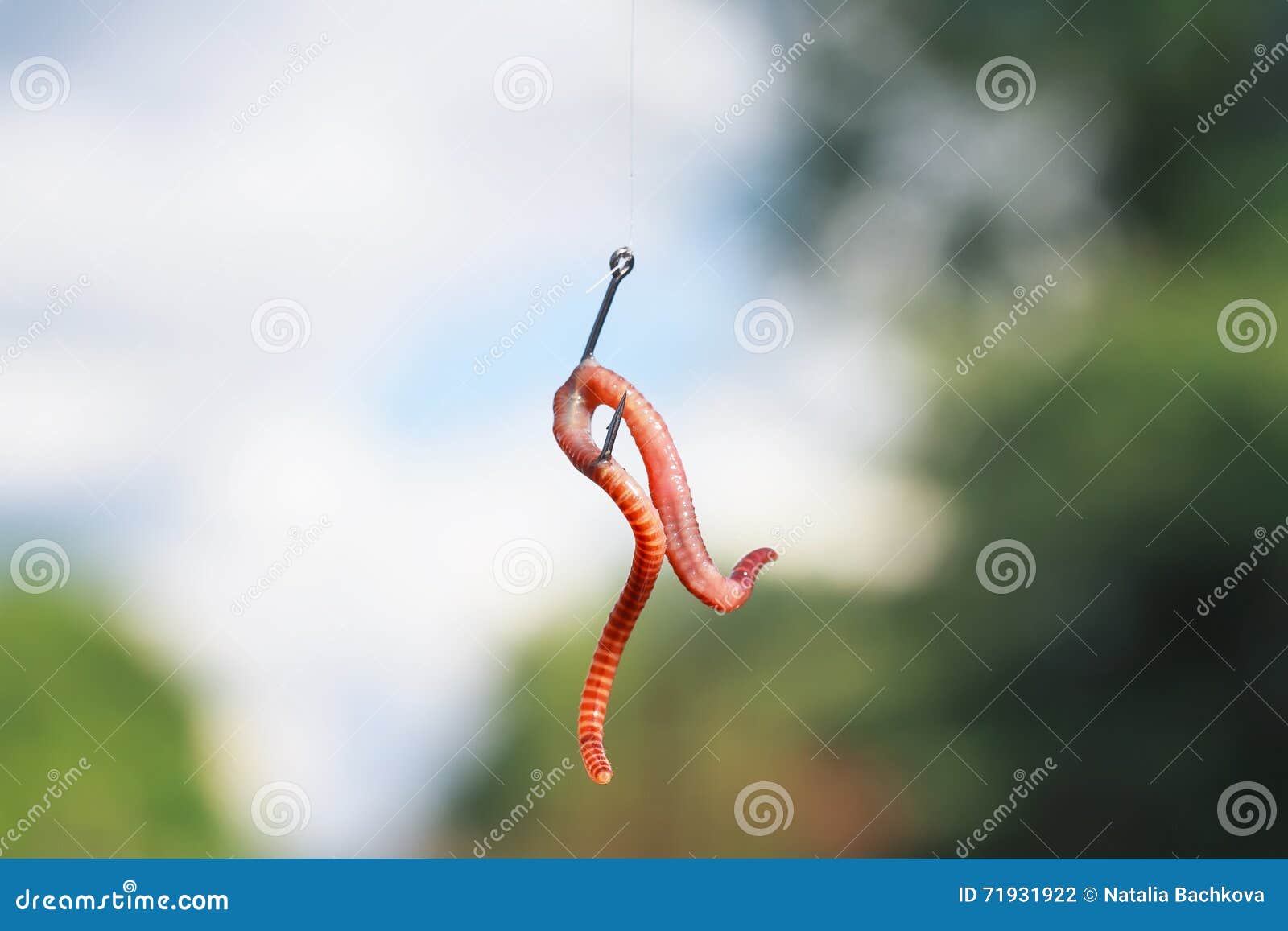 Red Metal Worm Writhing on a Fish Hook Stock Photo - Image of lure