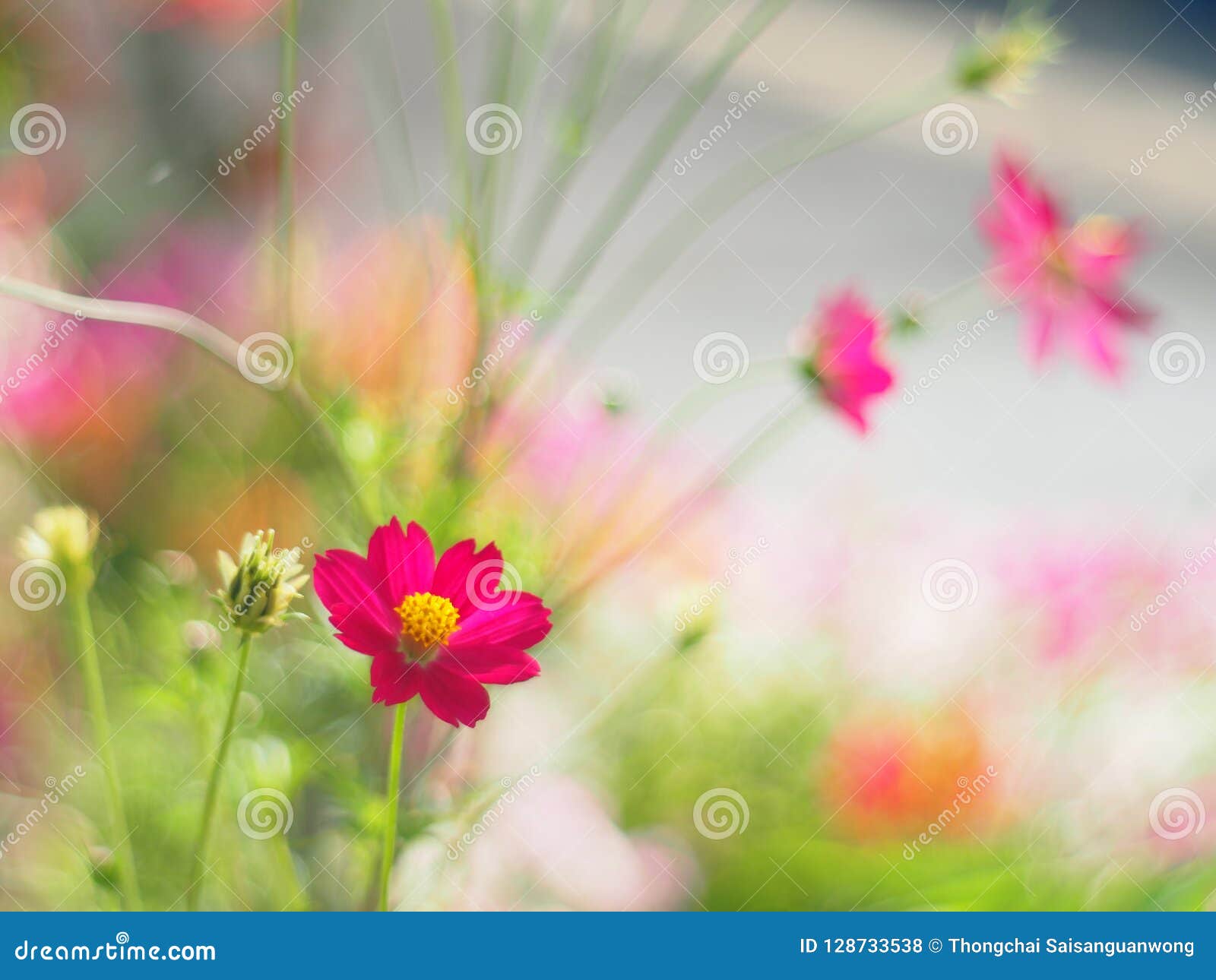 red mexican aster or cosmos flower with the scientific name: cosmos