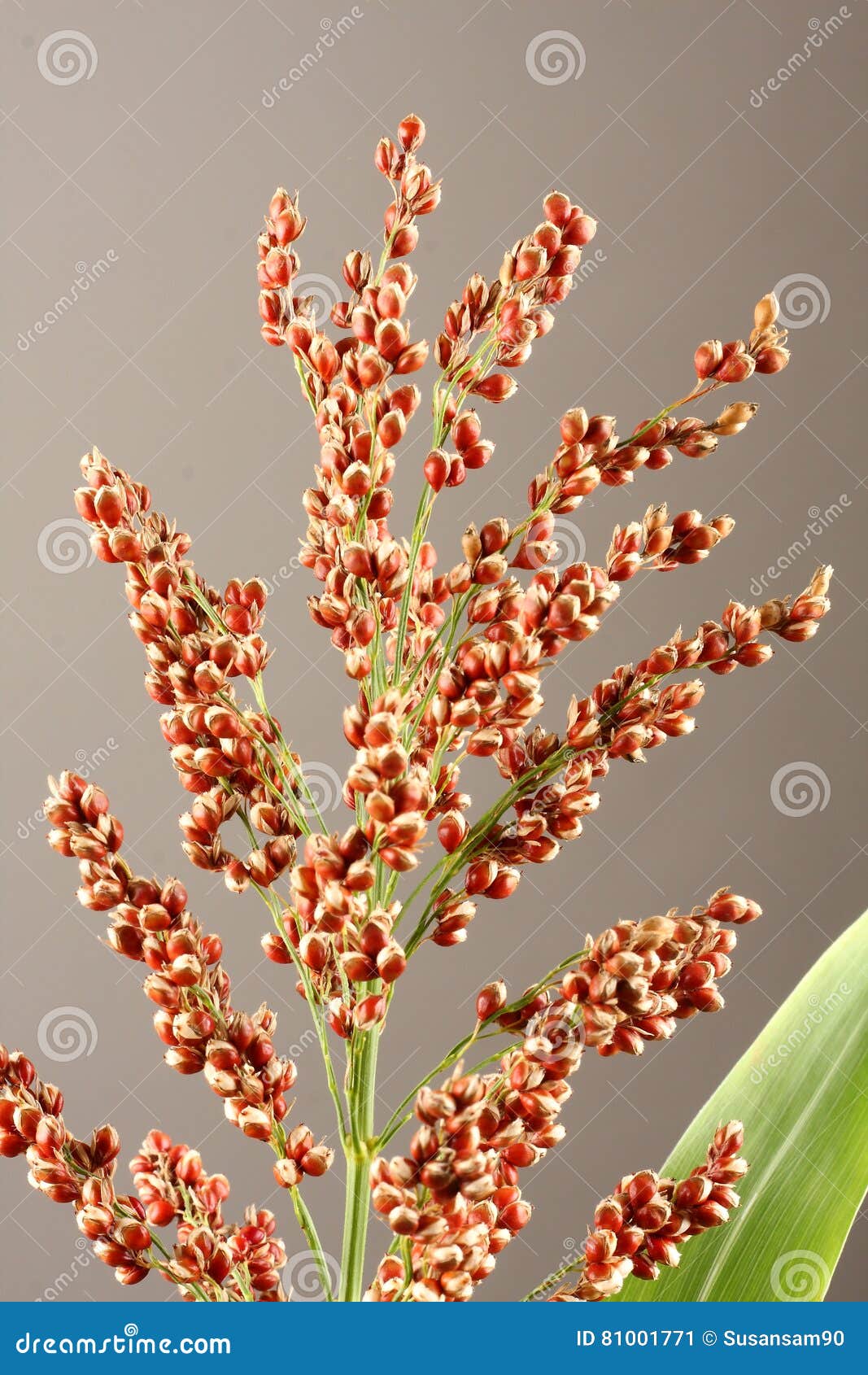 Red millet on plant., stock image. Image of ingredient 81001771