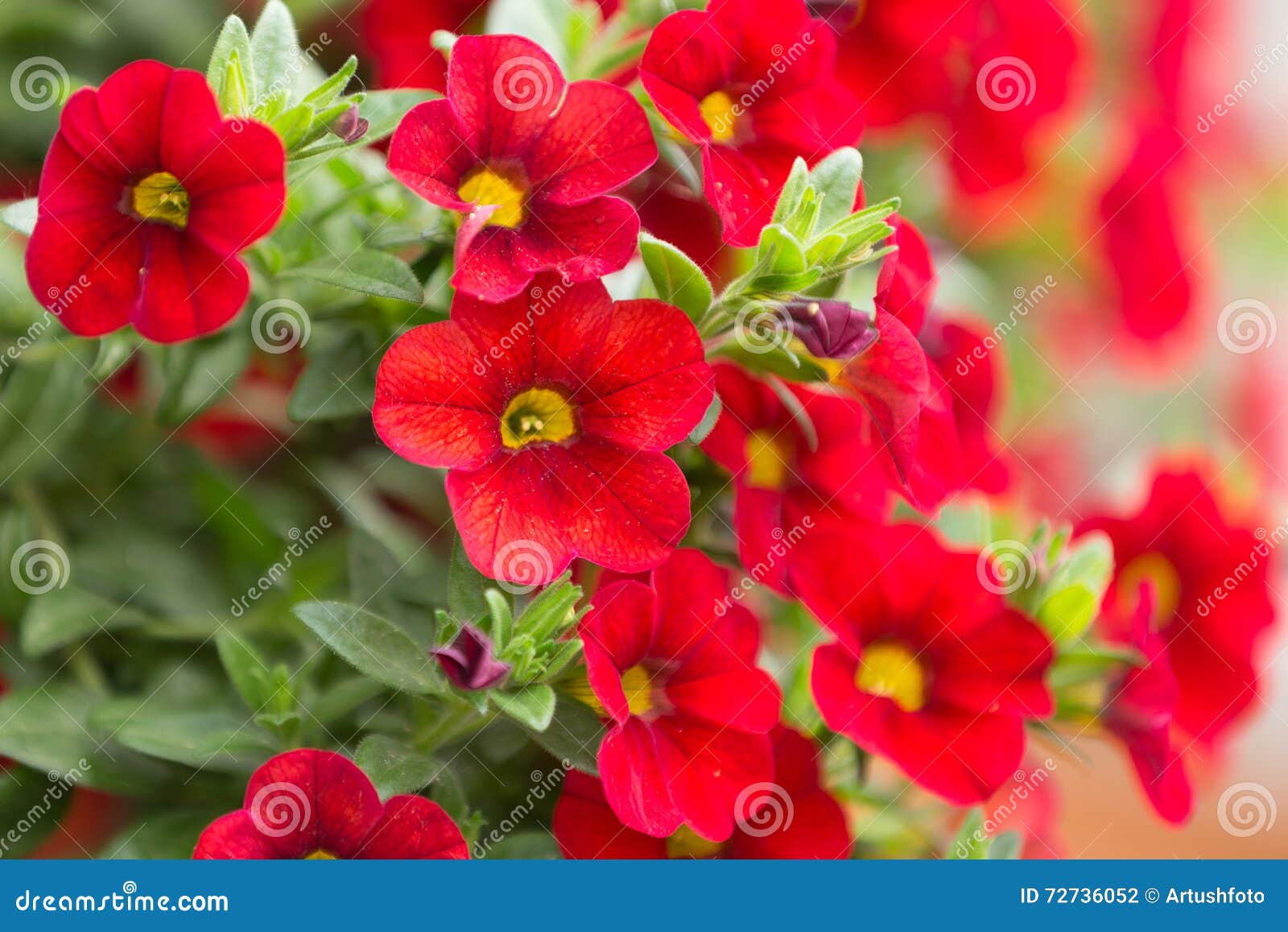 red million bells flower