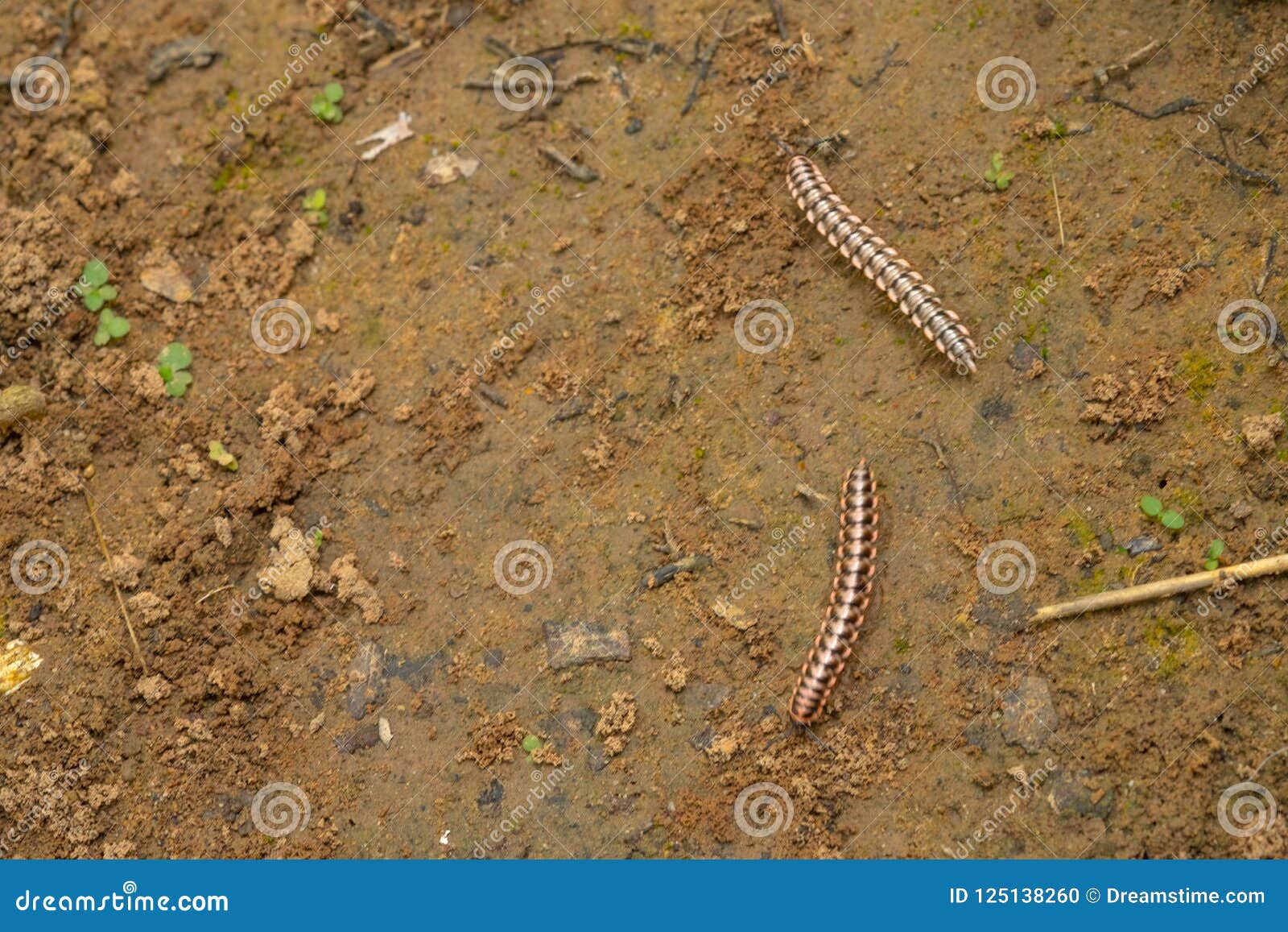 Red Millipede Climbing on a Ground Stock Photo Image of close