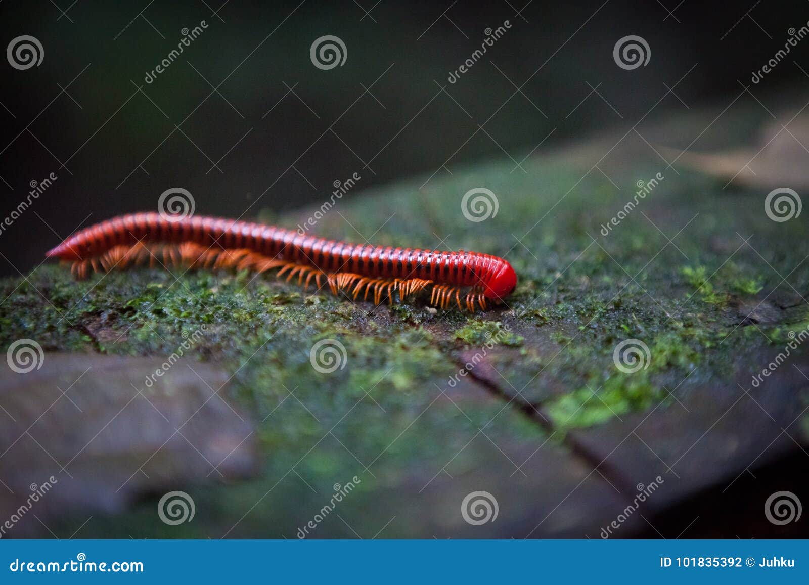 red millipede in gunung mulu national park