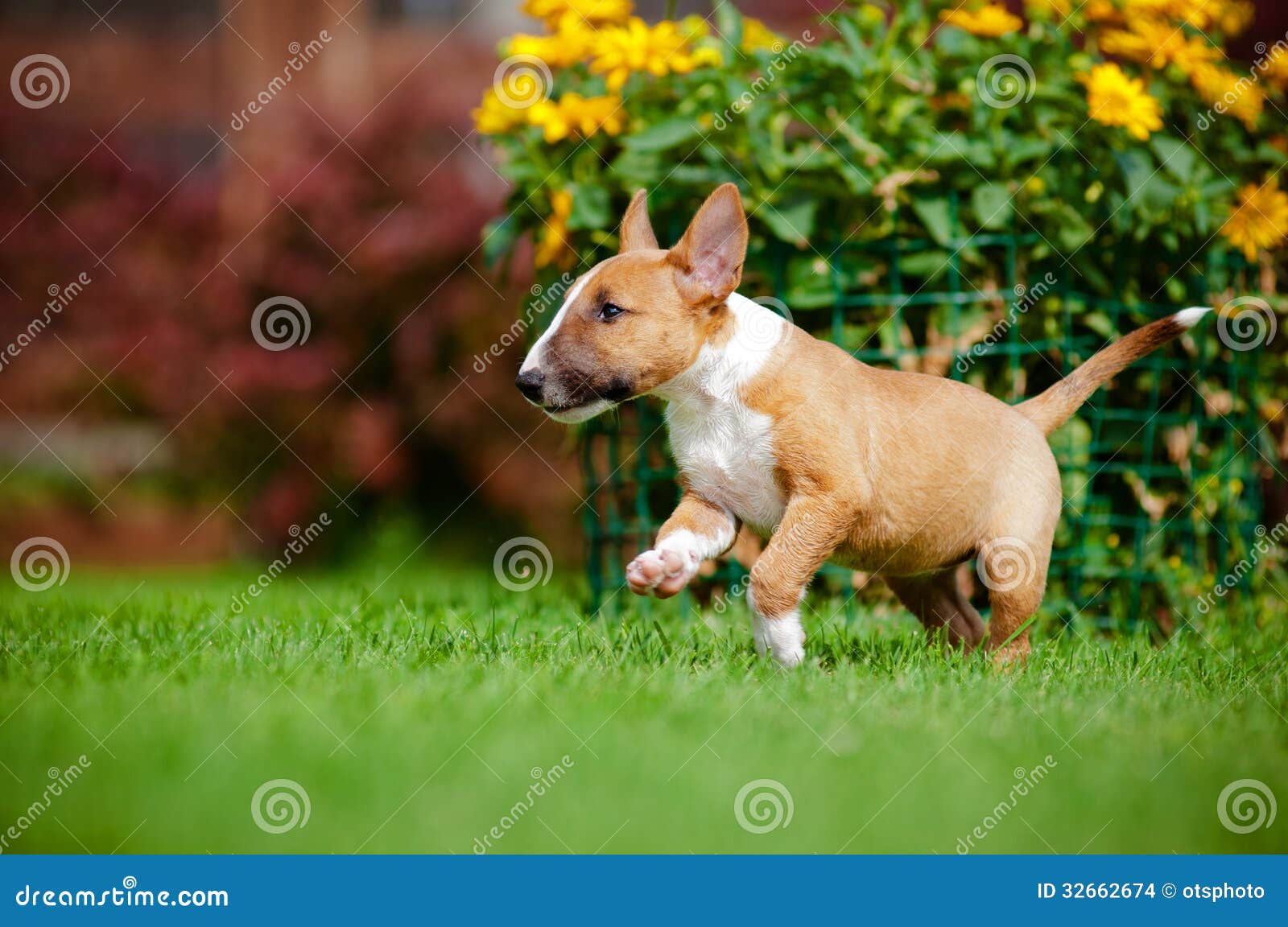 red miniature bull terrier