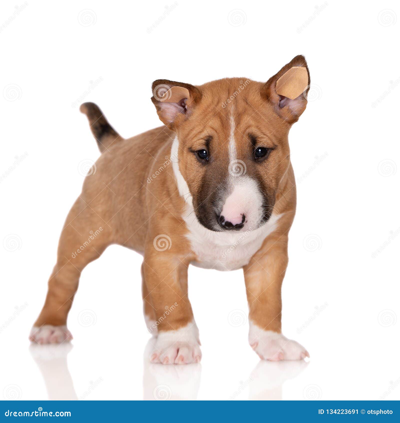Miniature Bull Terrier Puppy on White Background Stock Image - Image of bull, baby: