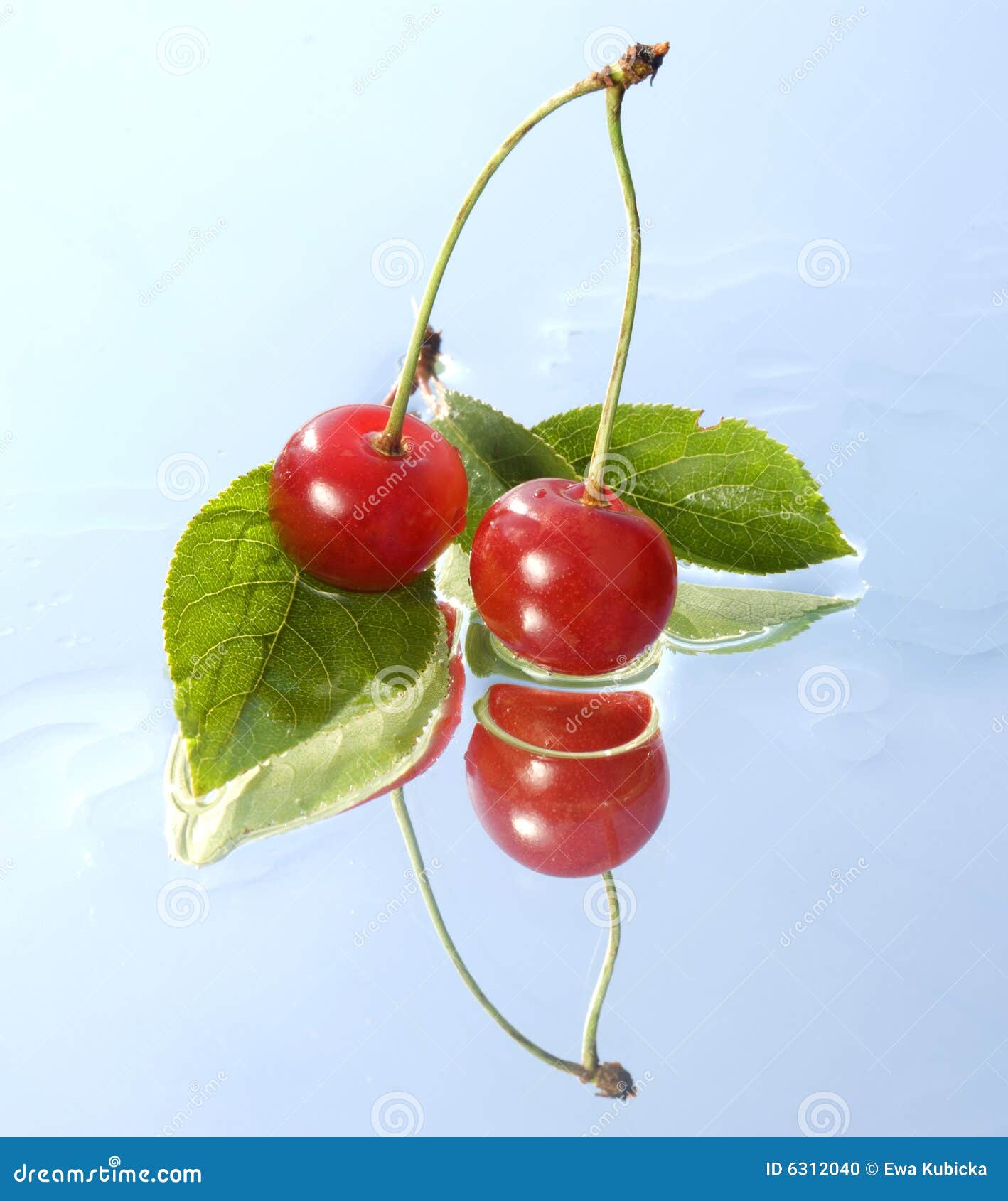 Red morello cherries stock photo. Image of prunus, healthy 6312040