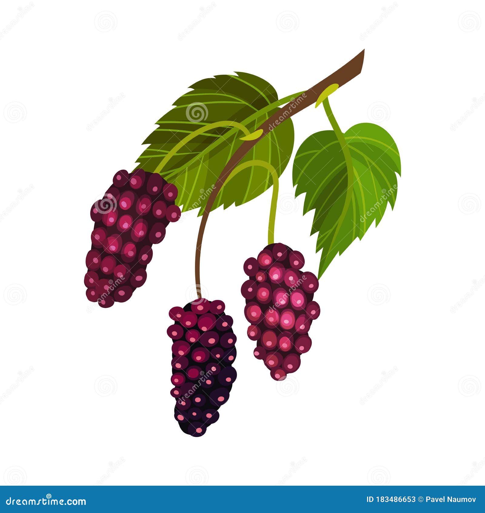 Red Mulberry Fruit Hanging on Tree Branch Resembling Blackberry Vector Illustration Stock Vector - Illustration of fresh, 183486653
