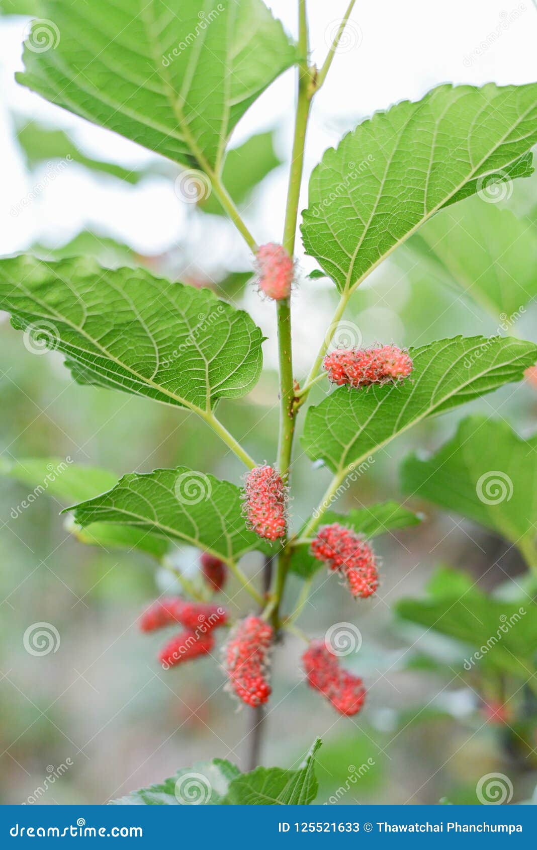 Red Mulberry Fruit Berry in Farm. Stock Image - Image of branch: 125521633