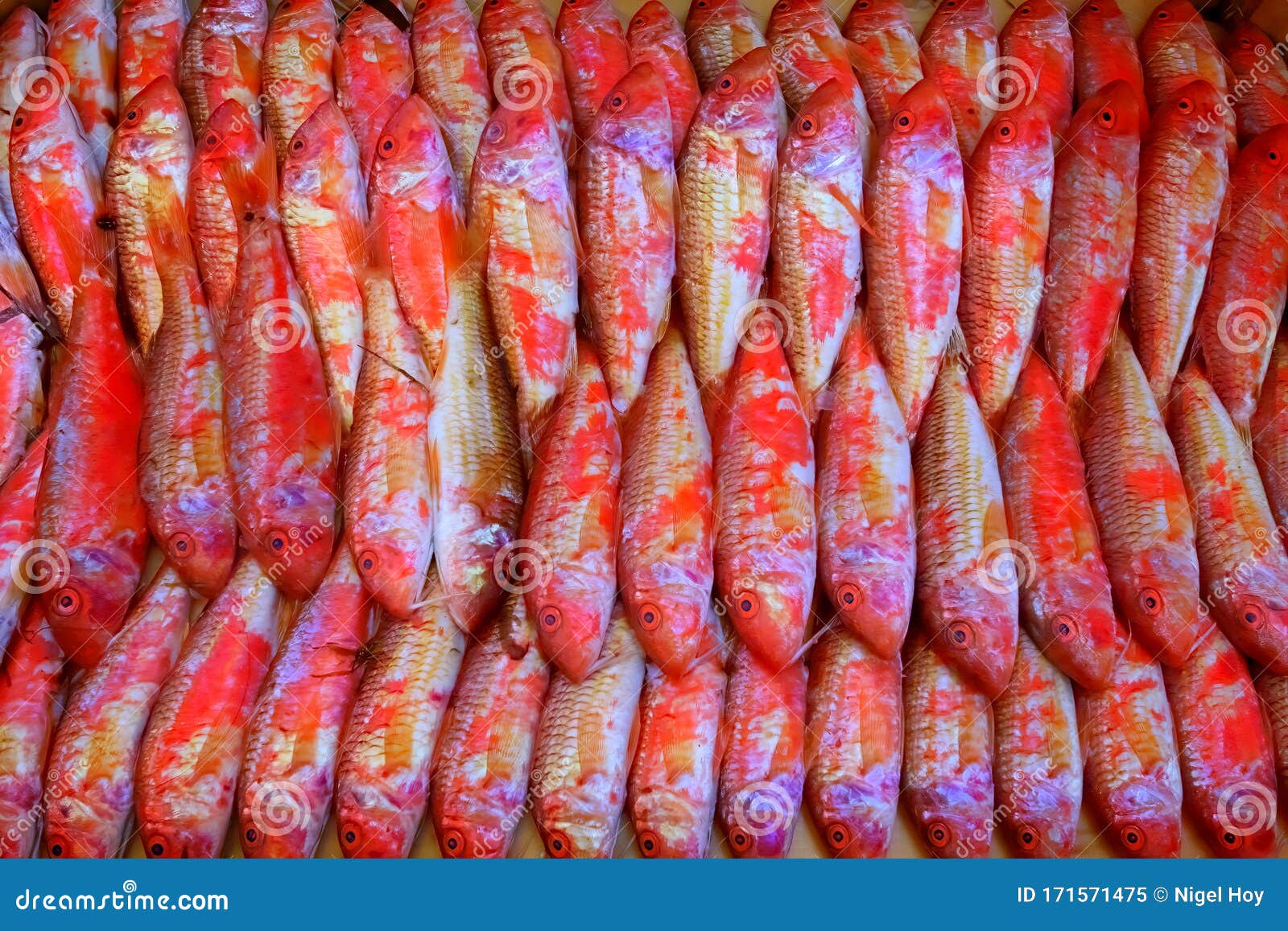Red Mullet Fish Arranged In Fishmonger Shop Stock Image