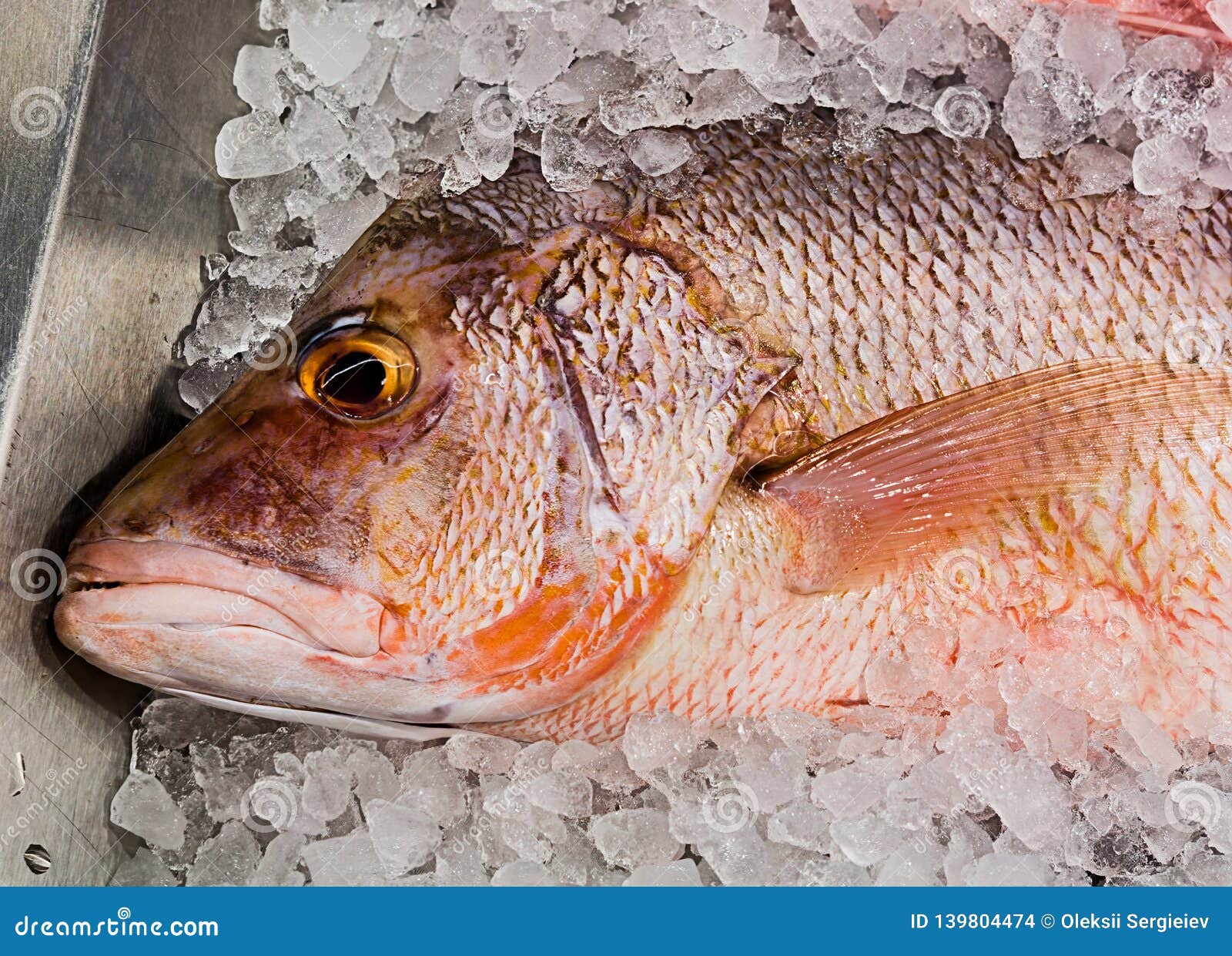 Red Mullet Fish On A An Ice Cubes Stock Photo Image of