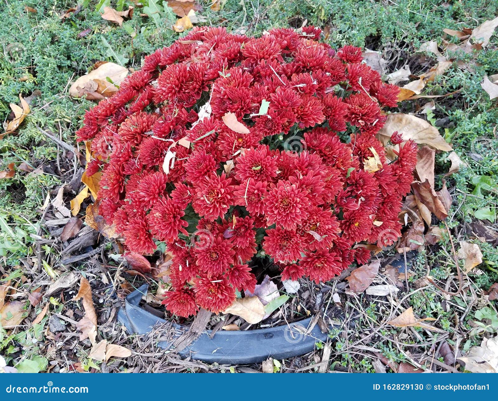 Red Mums Flower Planted in the Ground with Grass and Leaves Stock Photo