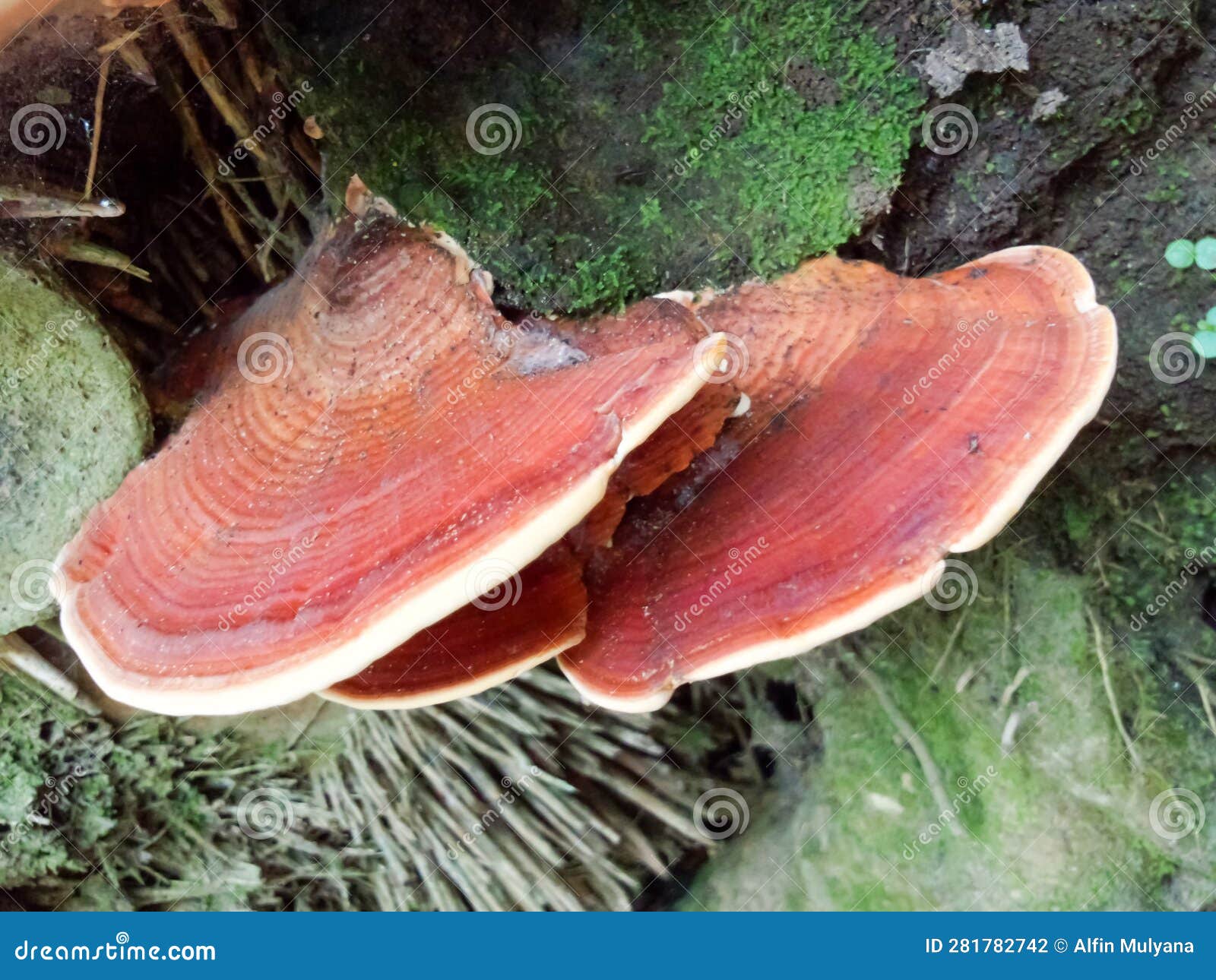 Red Mushroom Growing on the Roots of a Bamboo Tree Stock Photo Image