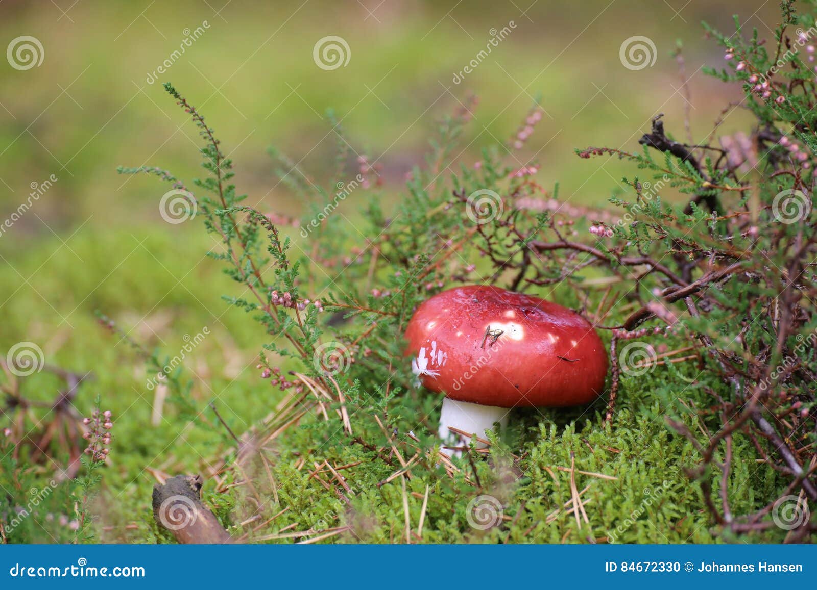 Red Mushroom of the Russula (brittle Gills) Genus Stock Photo Image