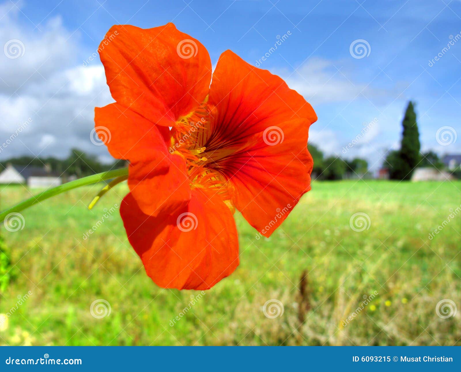 Red nasturtium flower stock image. Image of stalk, country 6093215