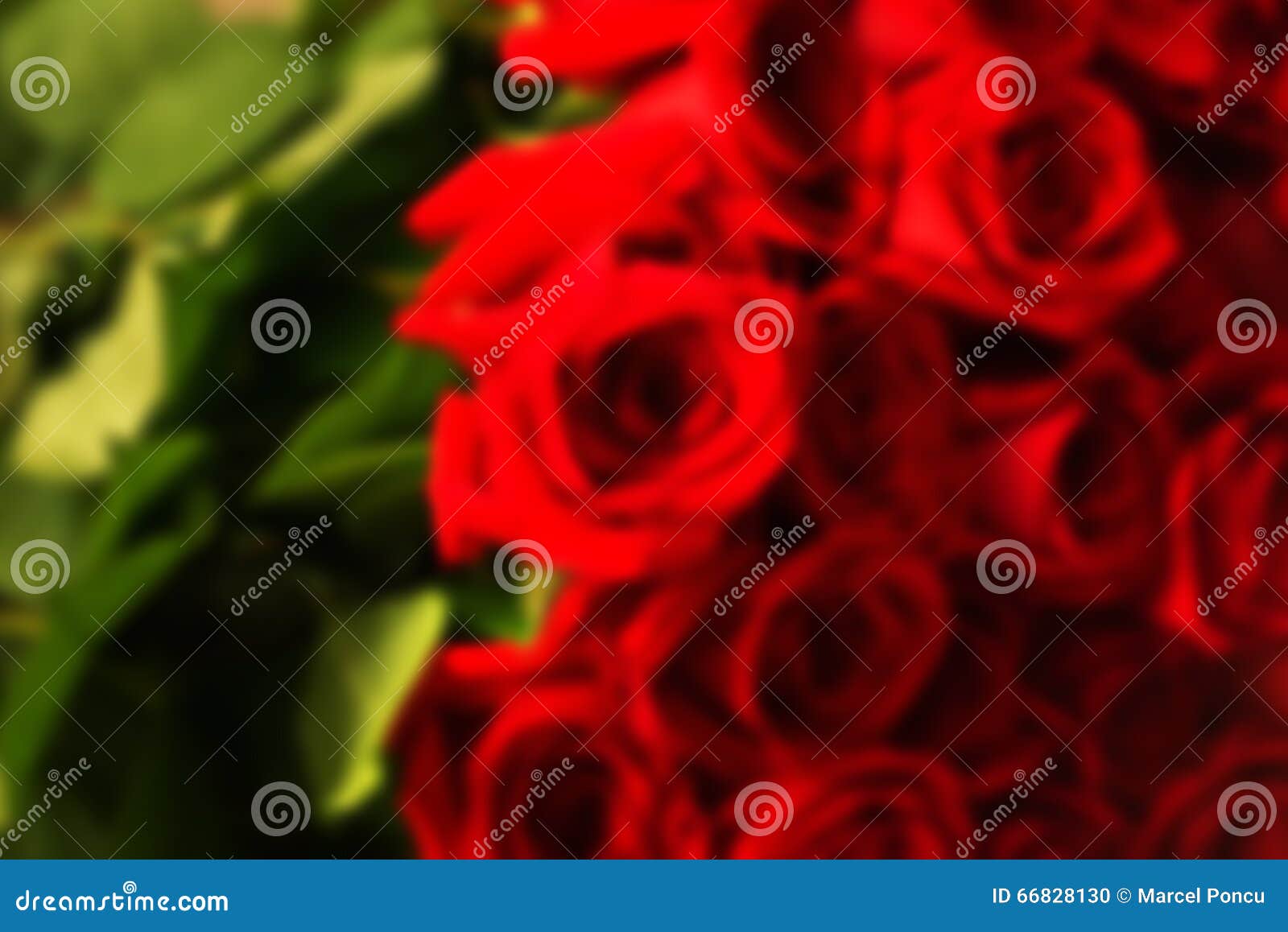 Red natural roses bouquet stock photo. Image of bright - 66828130