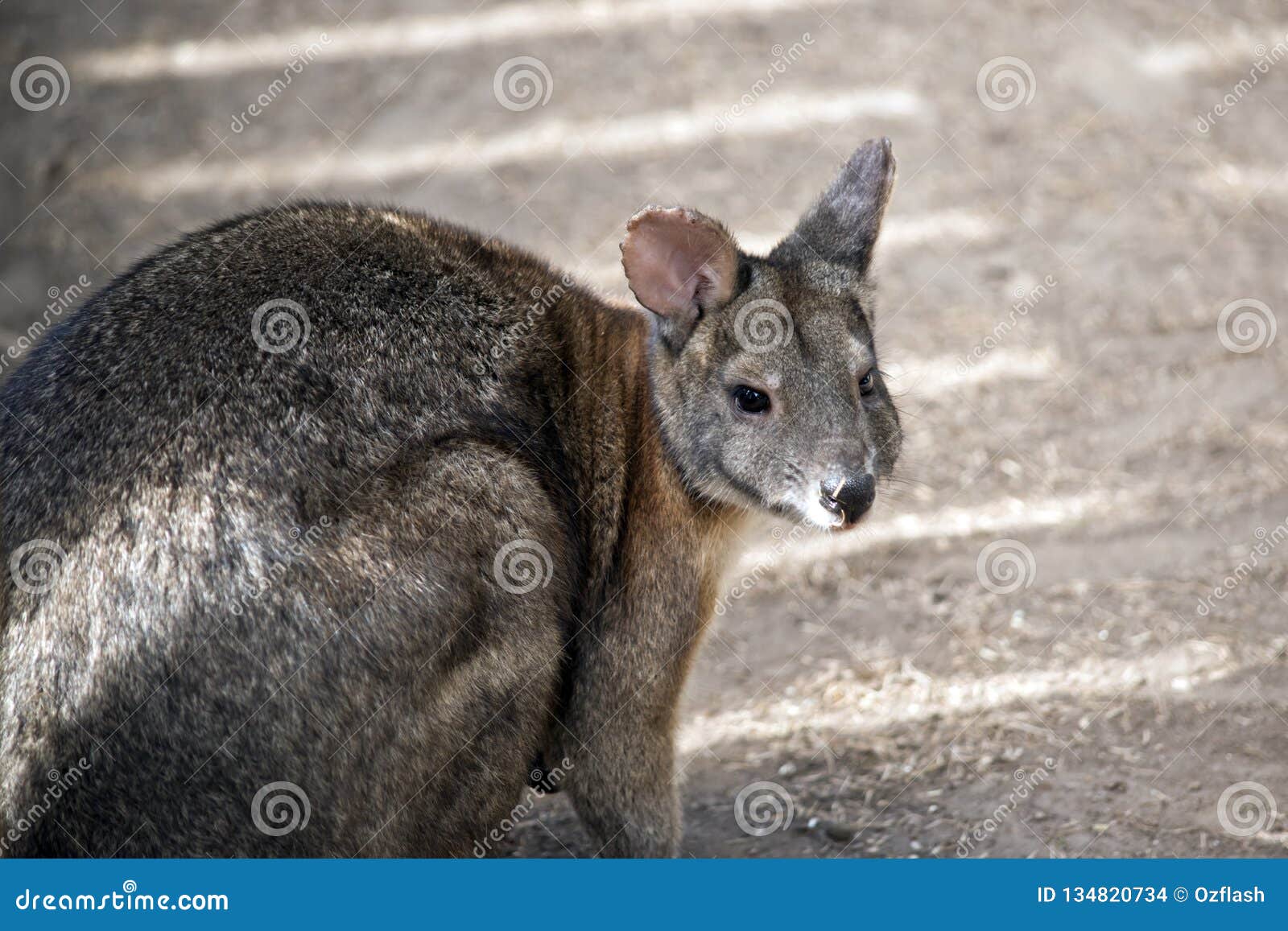 Red necked pademelon stock photo. Image of wild, rare 134820734