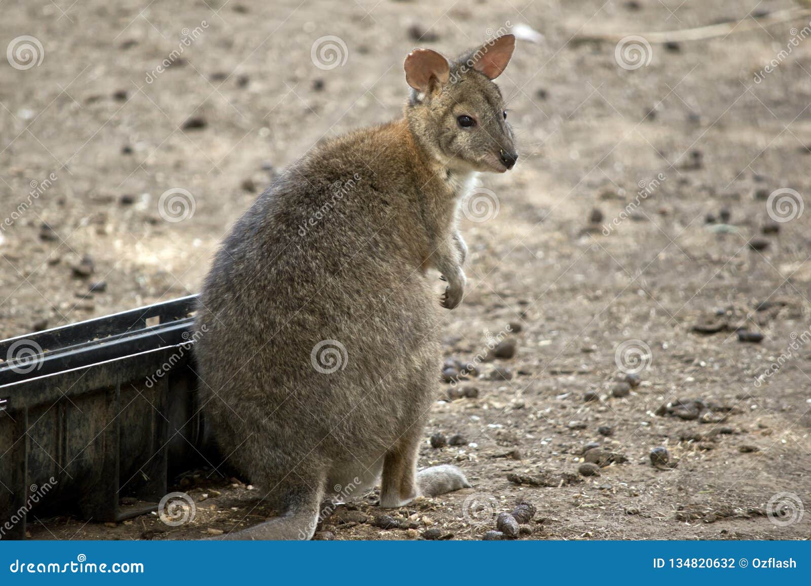 Red necked pademelon stock photo. Image of endangered 134820632