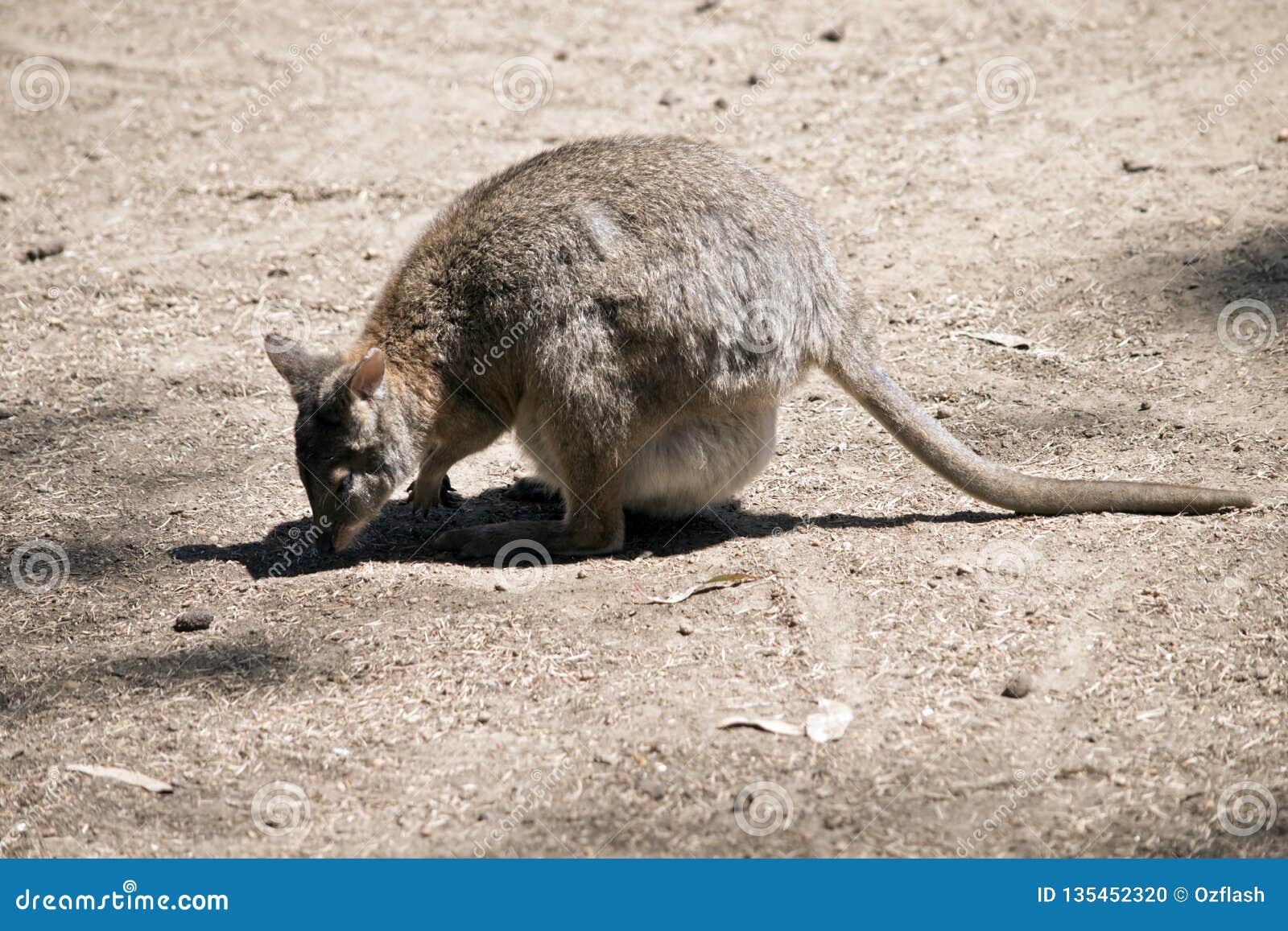Red necked pademelon stock photo. Image of australia 135452320