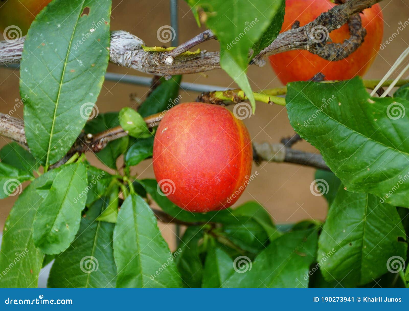 red nectarine `fantasia` fruit on the tree