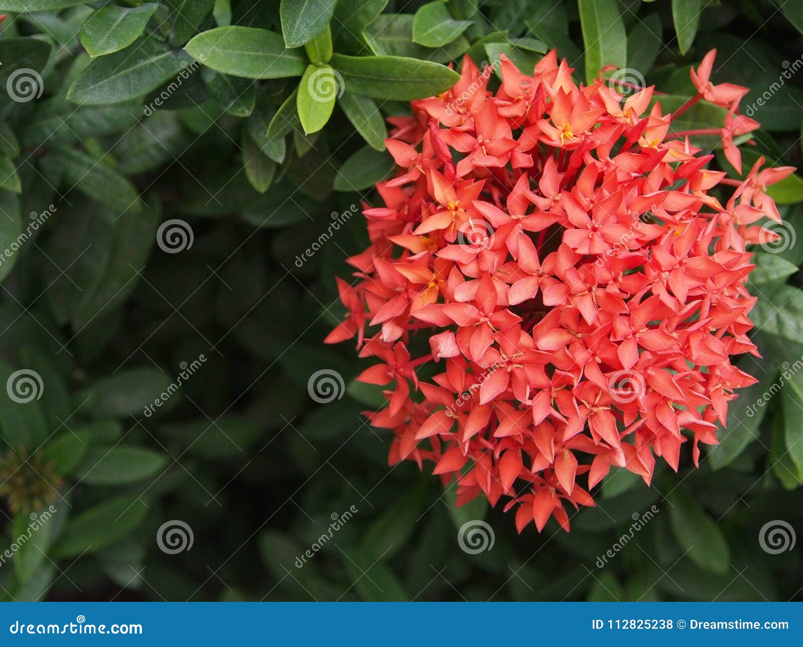 My Batavia Needle Flower English Red Needle Flower is Blooming in the Garden Stock Photo - Image of sand