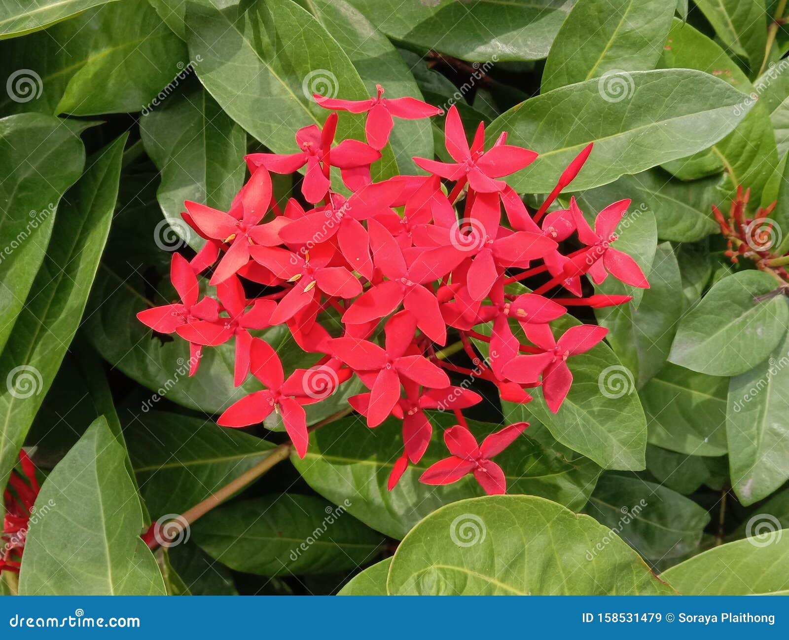 My Batavia Needle Flower English Red Needle Flower is a Shrub Arranged in the Family Rubiaceae. Stock