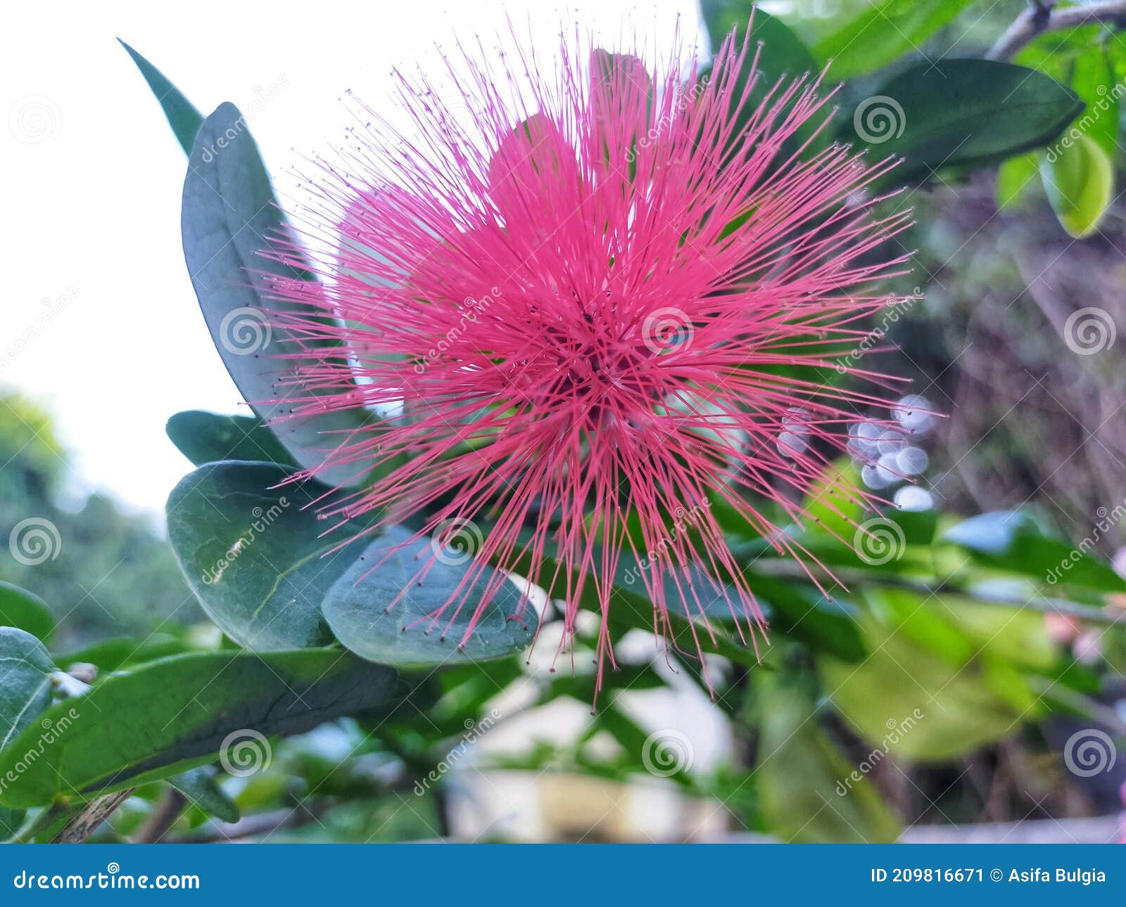 Red Needle Flower Wild Plant Stock Image Image of wildflower, produce