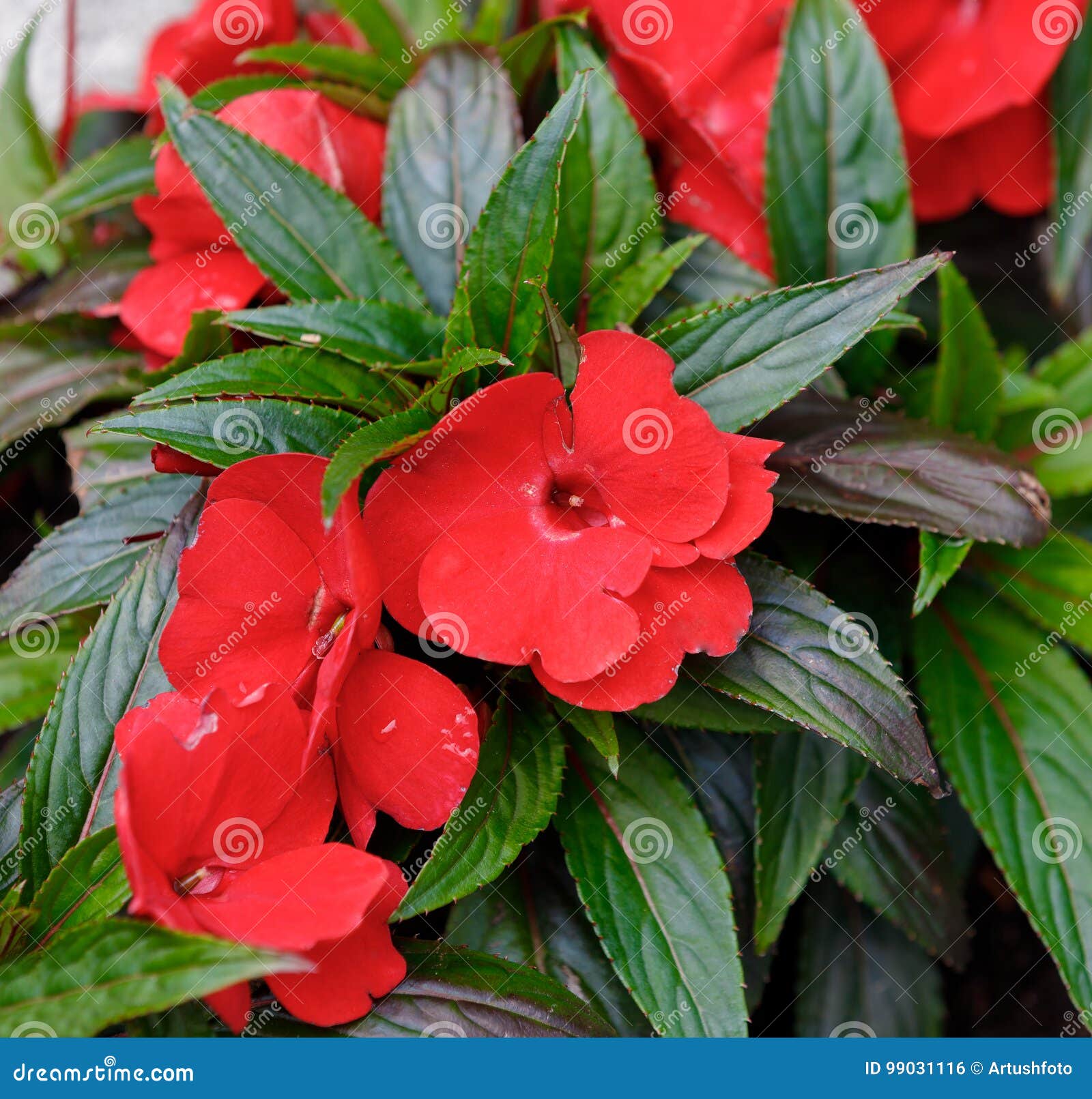 Red New Guinea Impatiens Flowers in Pots Stock Photo - Image of green,  foliage: 99031116