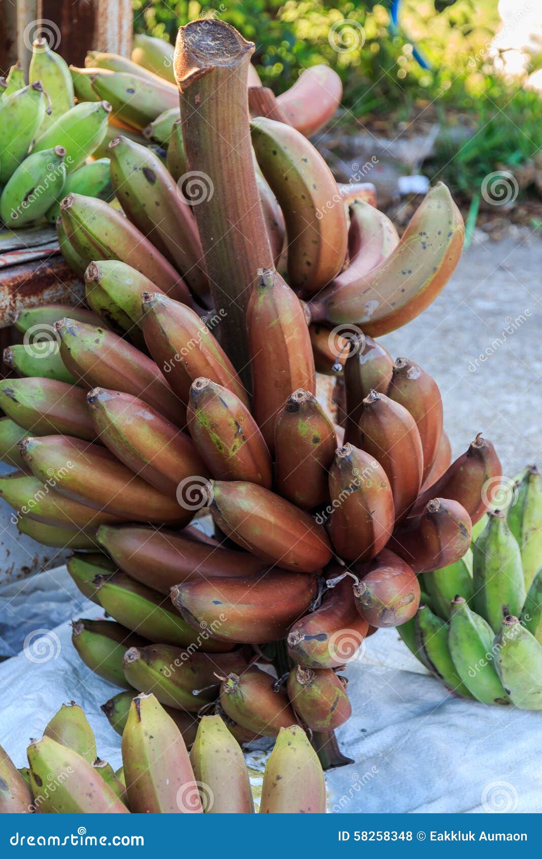 red nino bananas